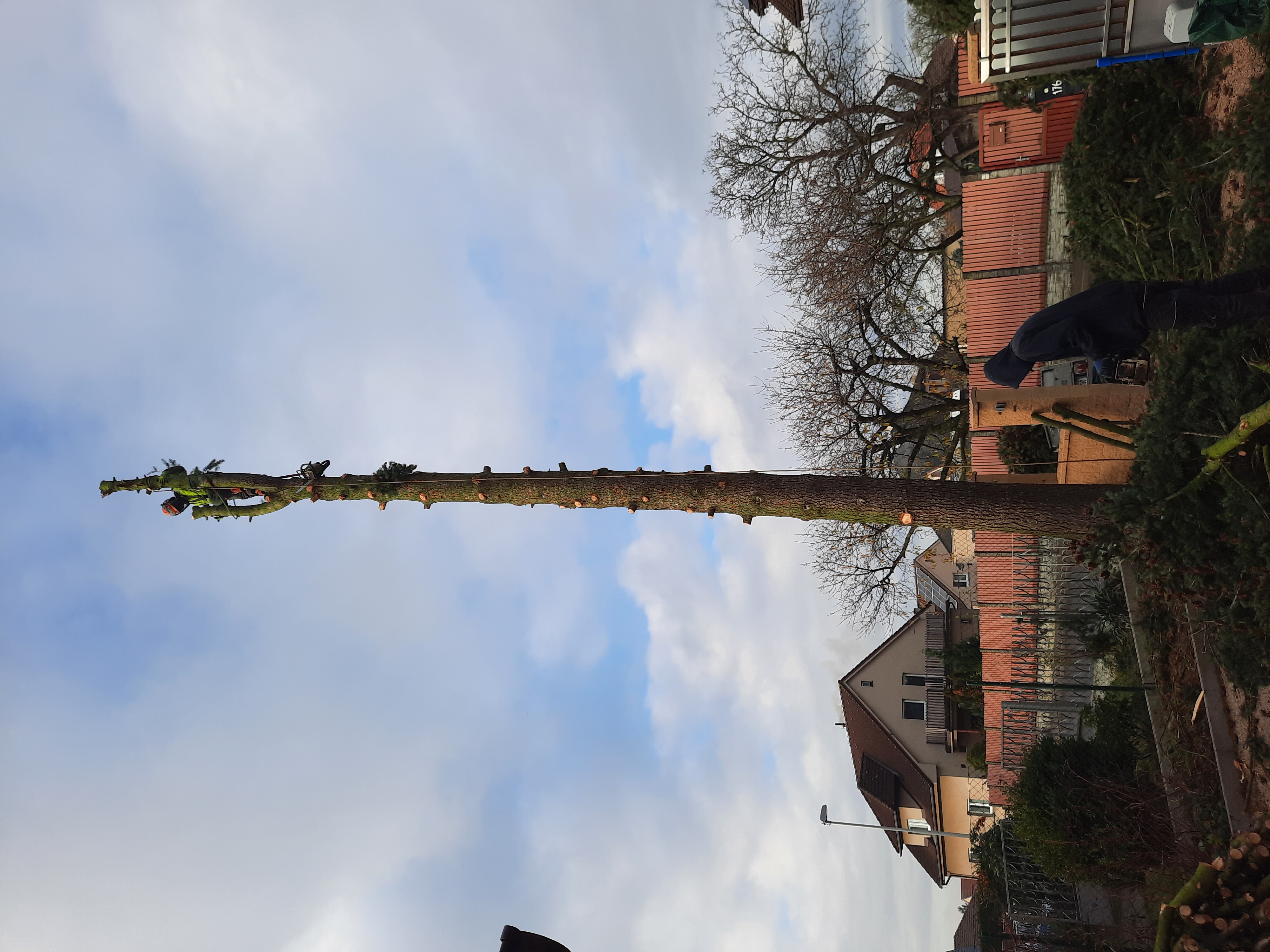 Rizikové kácení stromů - Václav Dufek foto 4