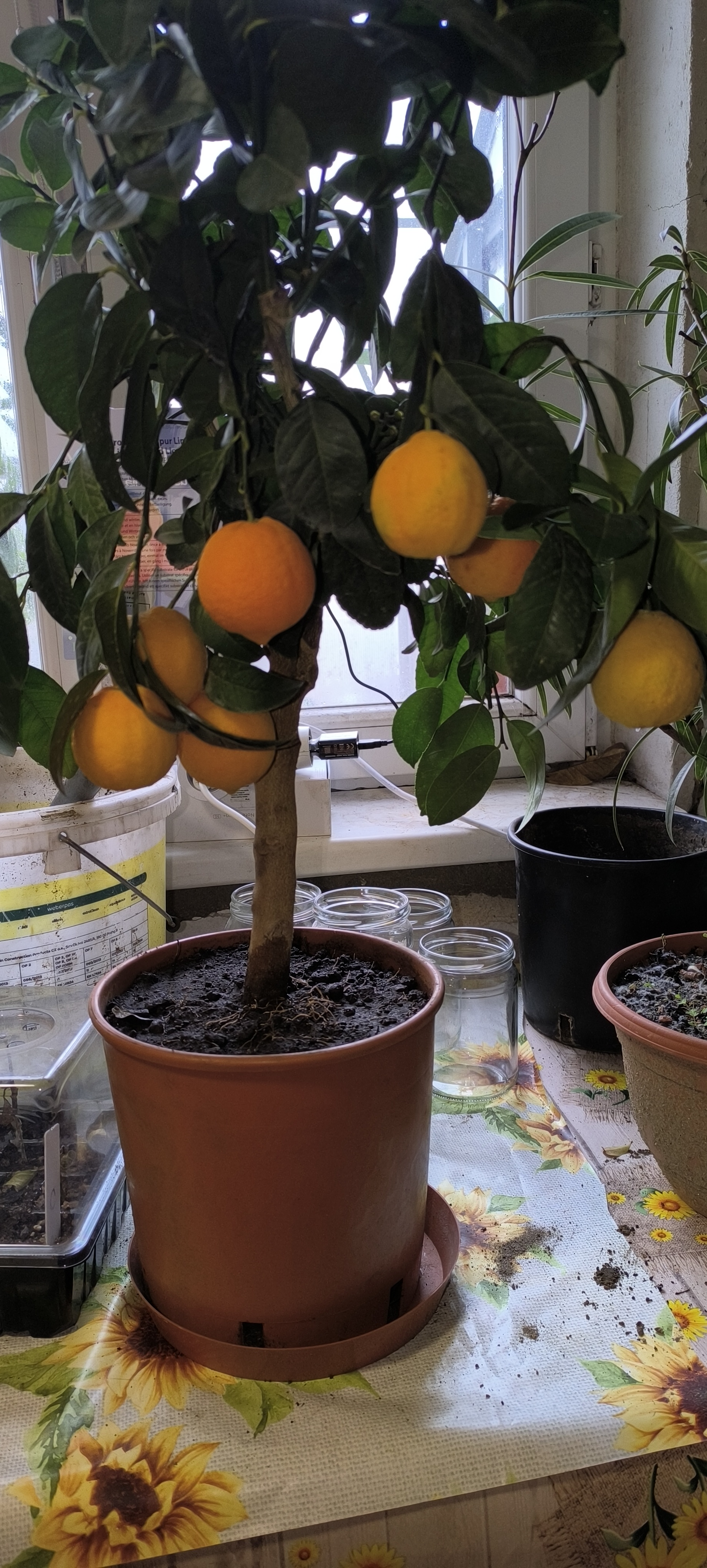 Citrus-shop.cz foto 5