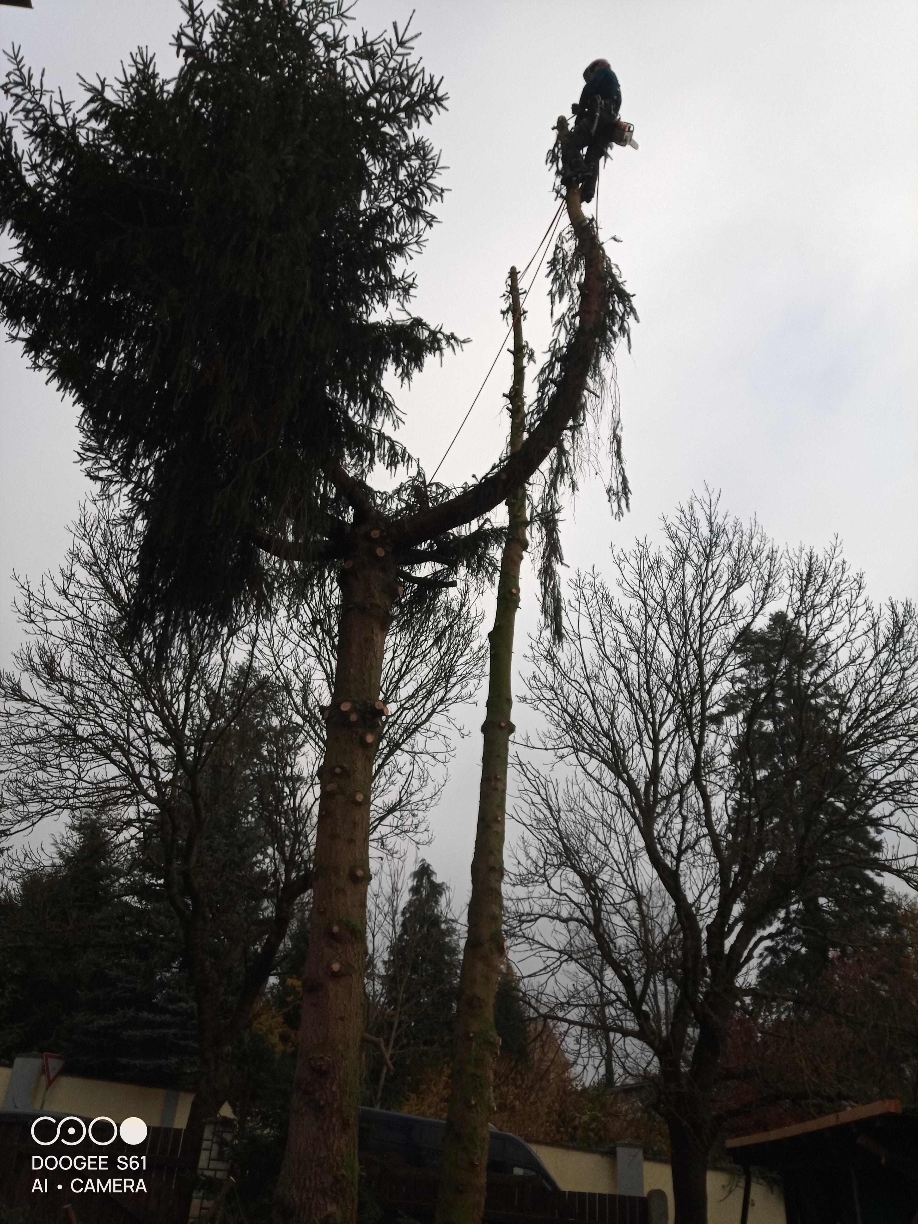Zdeněk Blažek - Top Trees foto 5