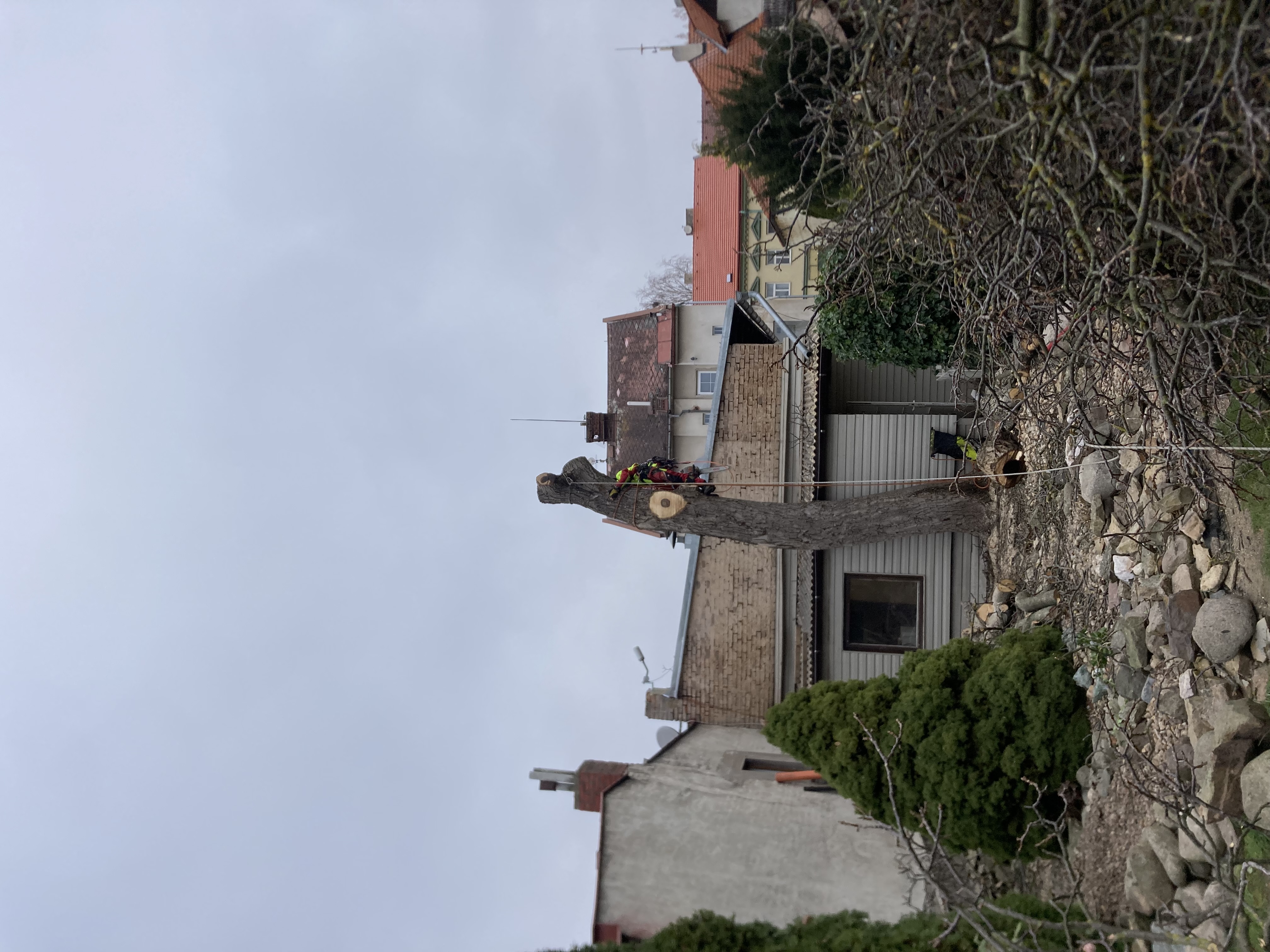 Péče o stromy Lukáš Němec foto 4