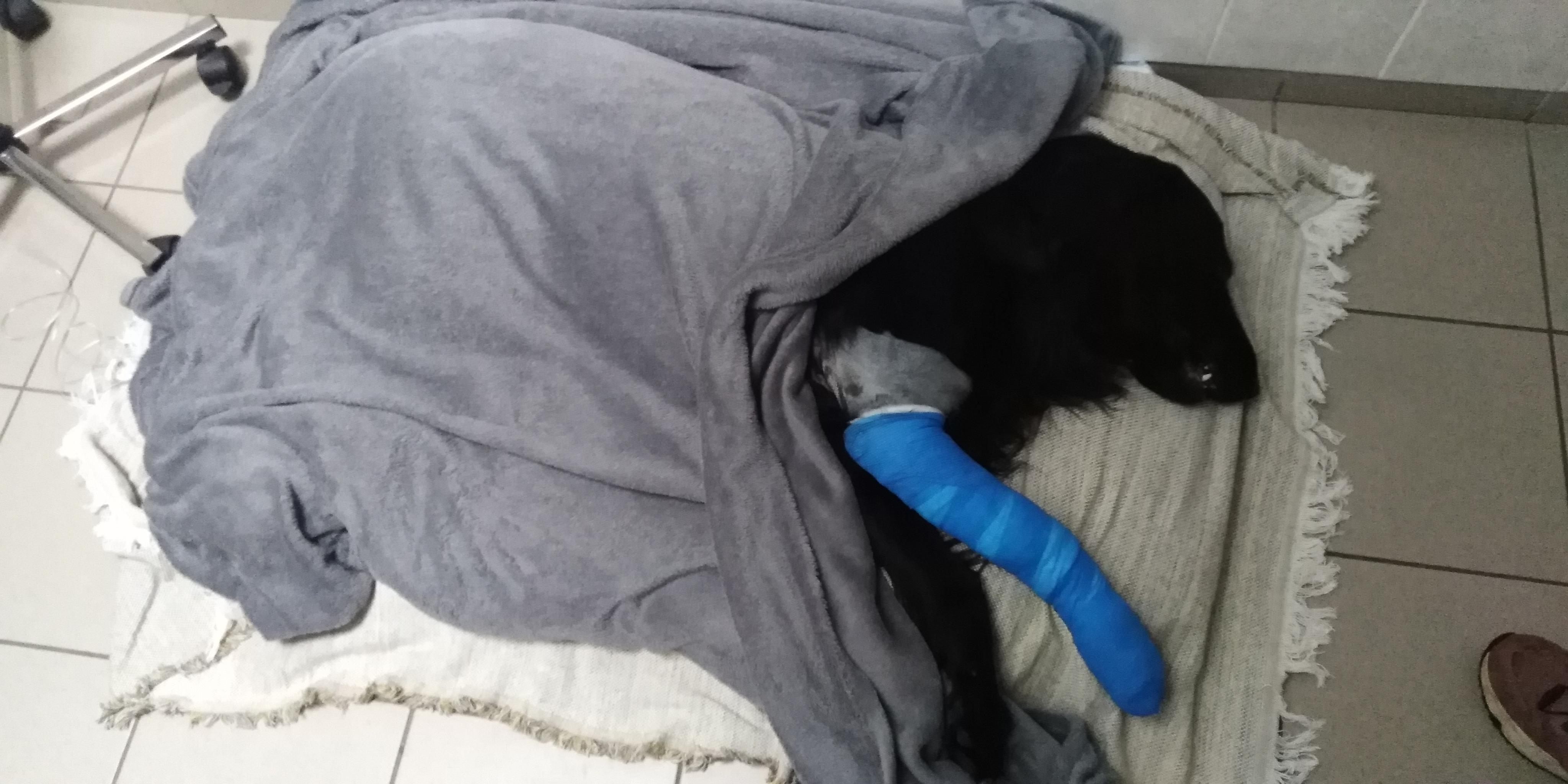 Veterinární klinika Socrates, s.r.o. foto 2