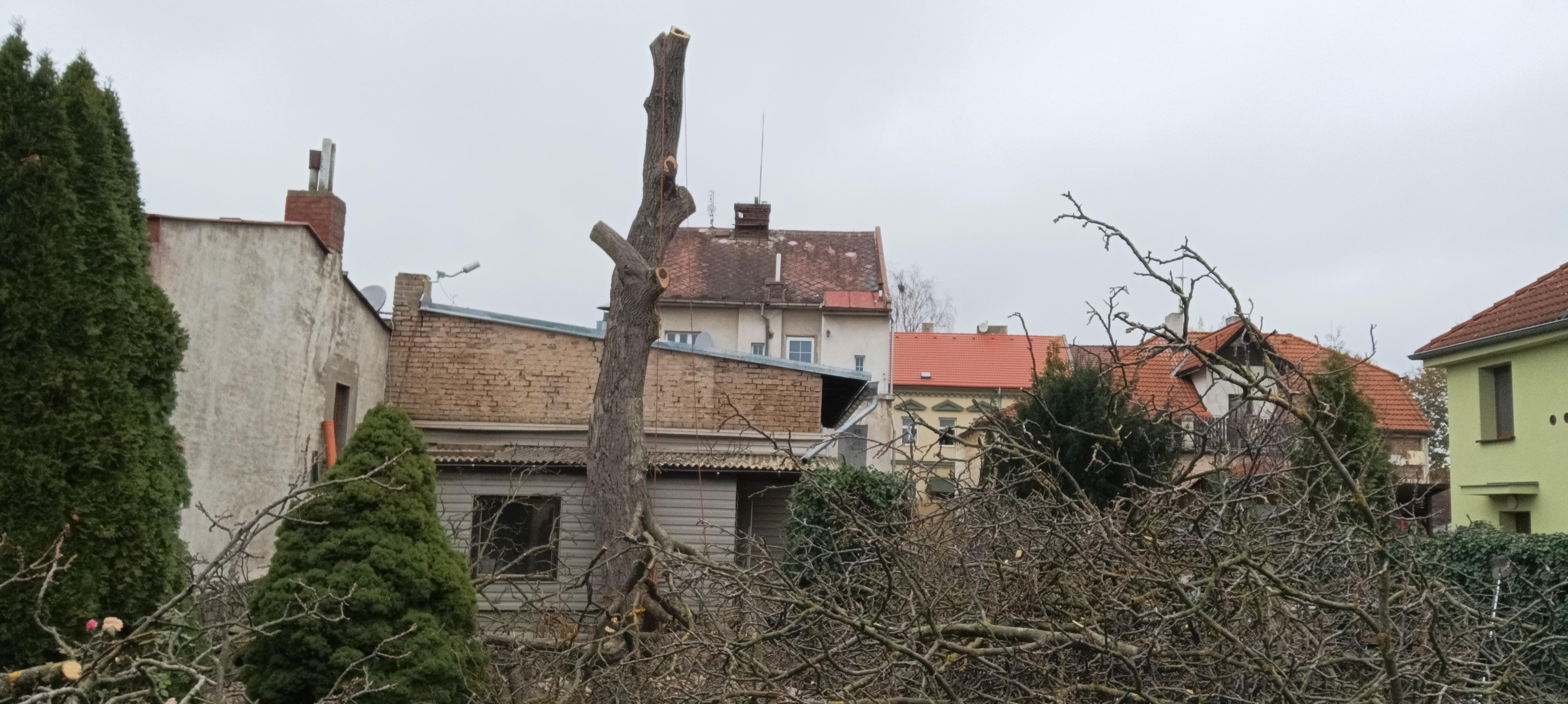 Péče o stromy Lukáš Němec foto 6