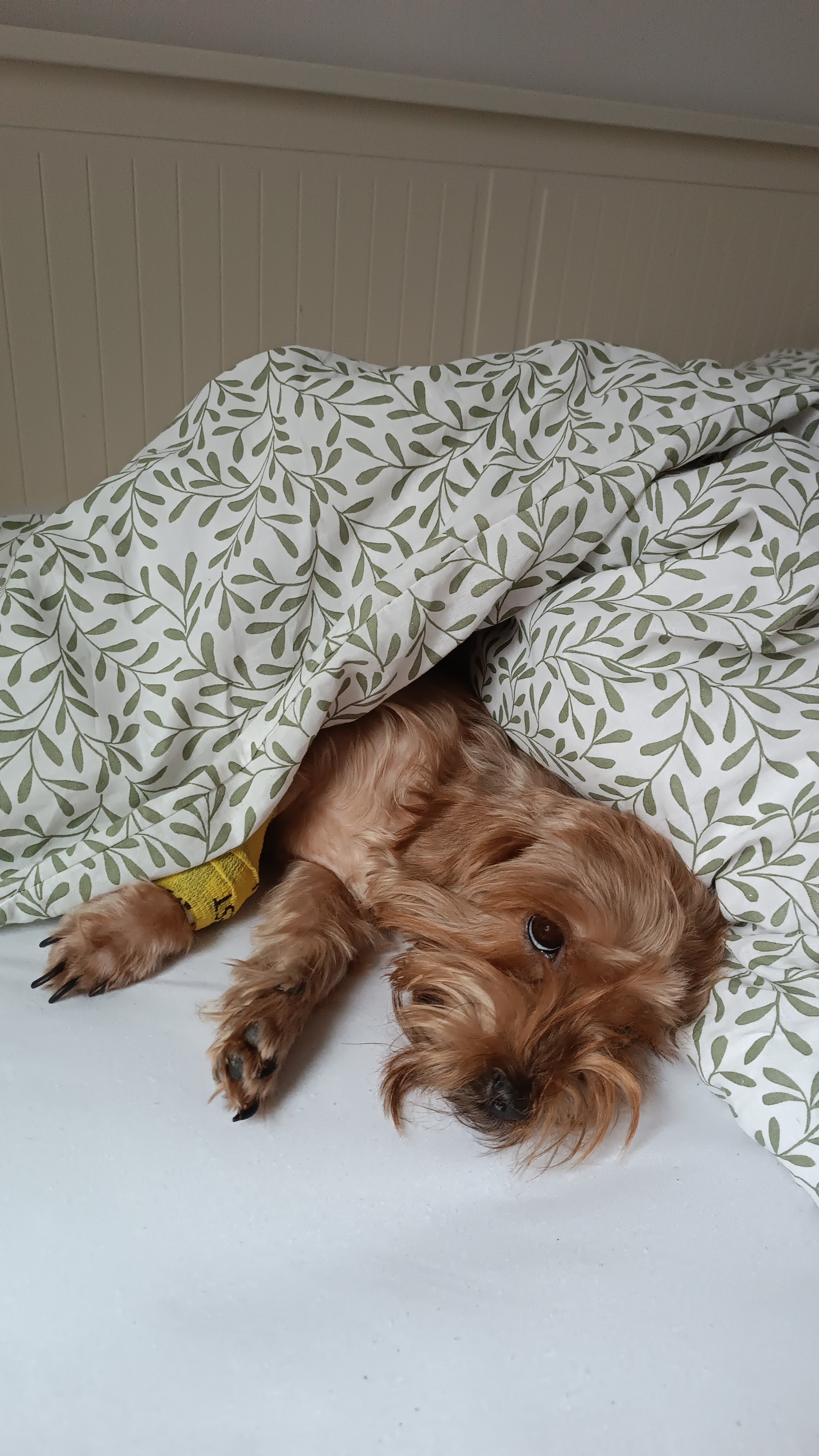 MVDR.VĚRA HÁNOVÁ foto 2