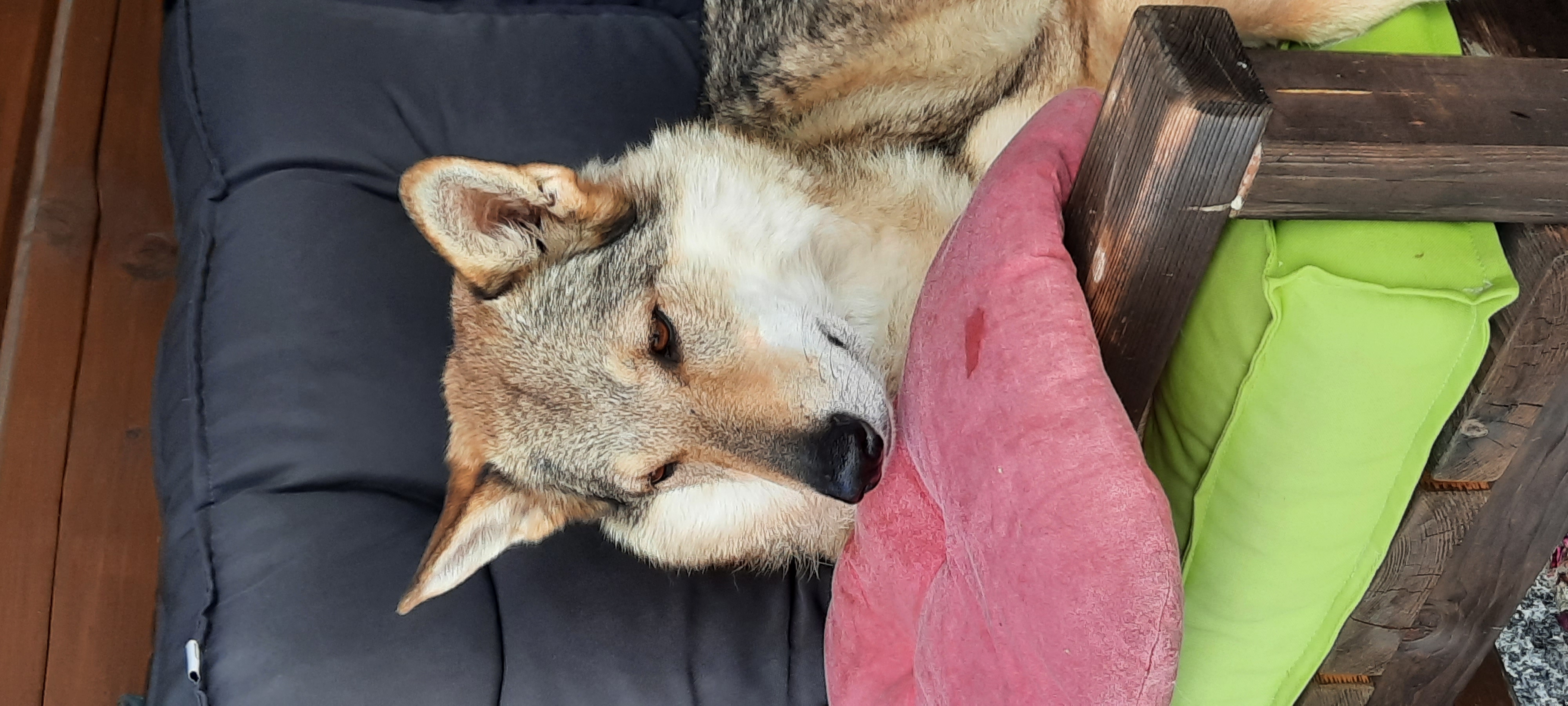 Akrematorium, s.r.o. - Zvířecí krematorium Strakonice foto 5