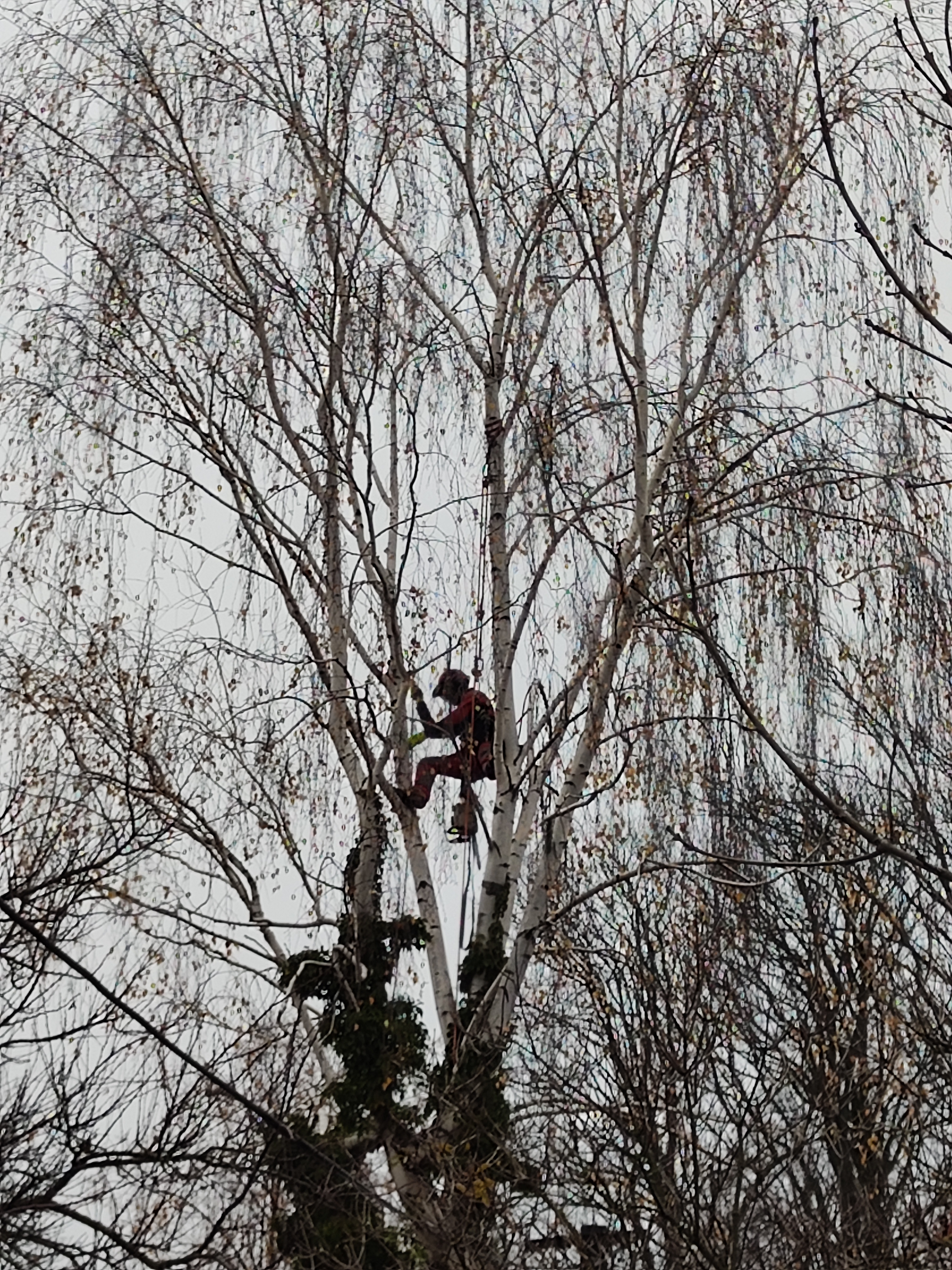 Matyáš Macourek - STROMOLEZEC.CZ foto 1