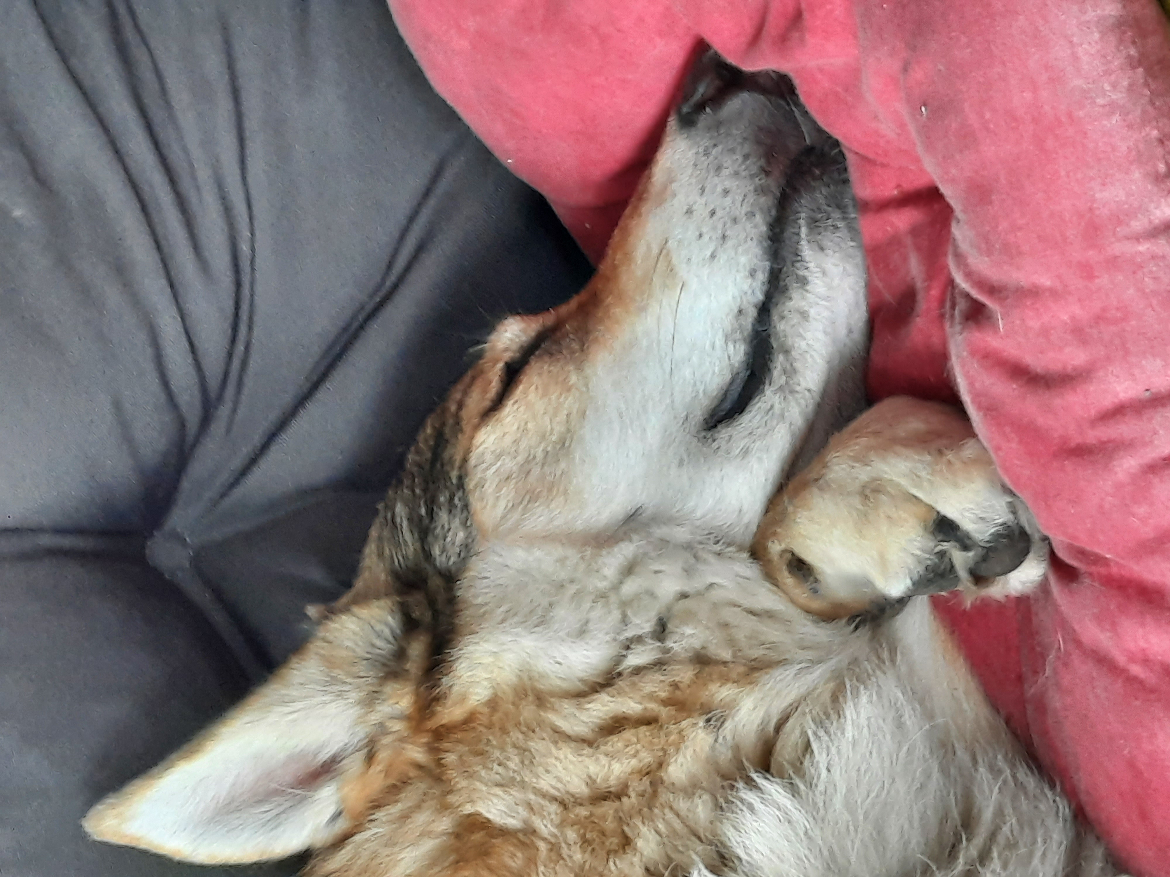 Akrematorium, s.r.o. - Zvířecí krematorium Strakonice foto 6