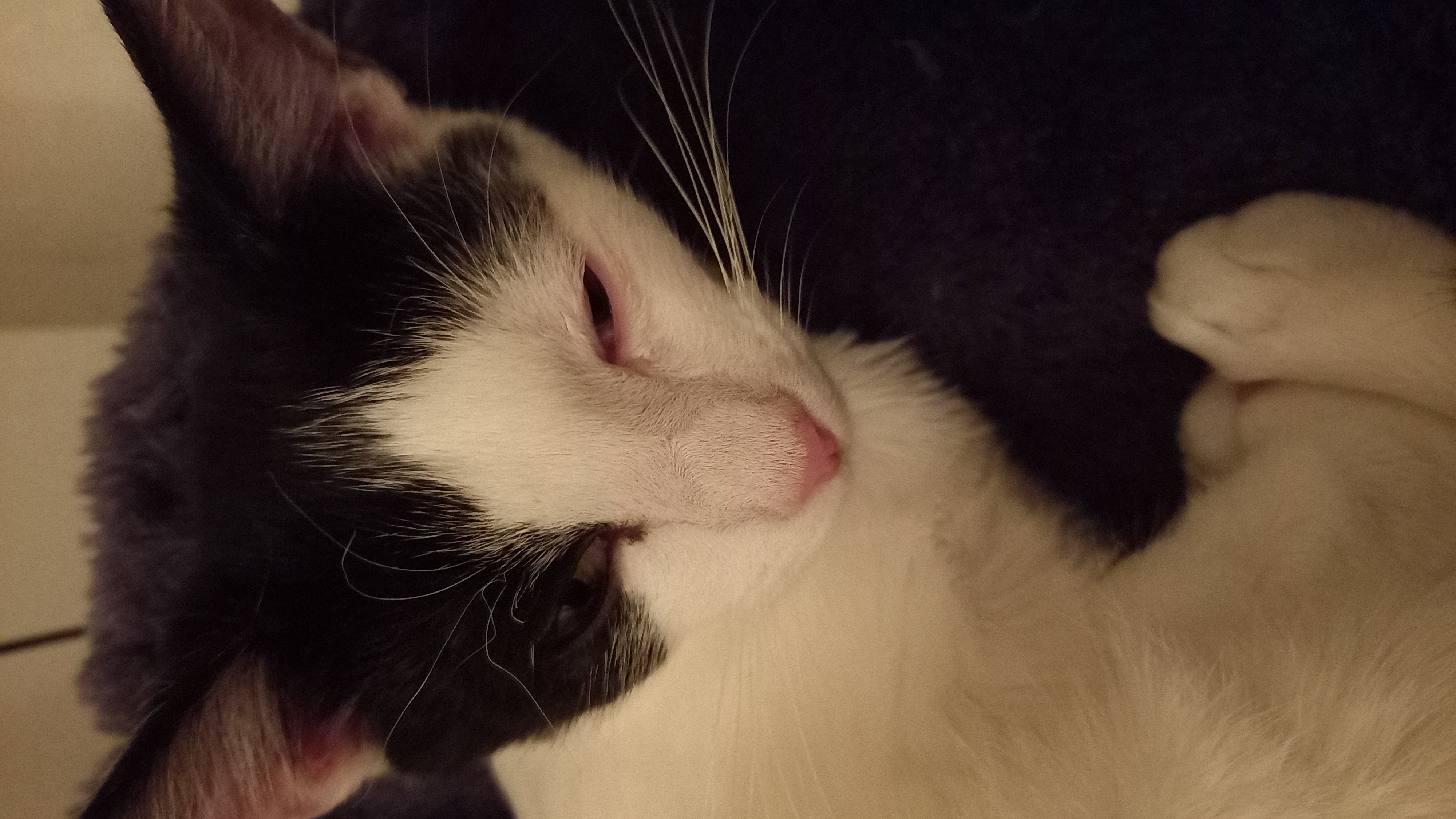 MVDr. Libor Okřina - Veterinární ordinace Jihlava foto 2