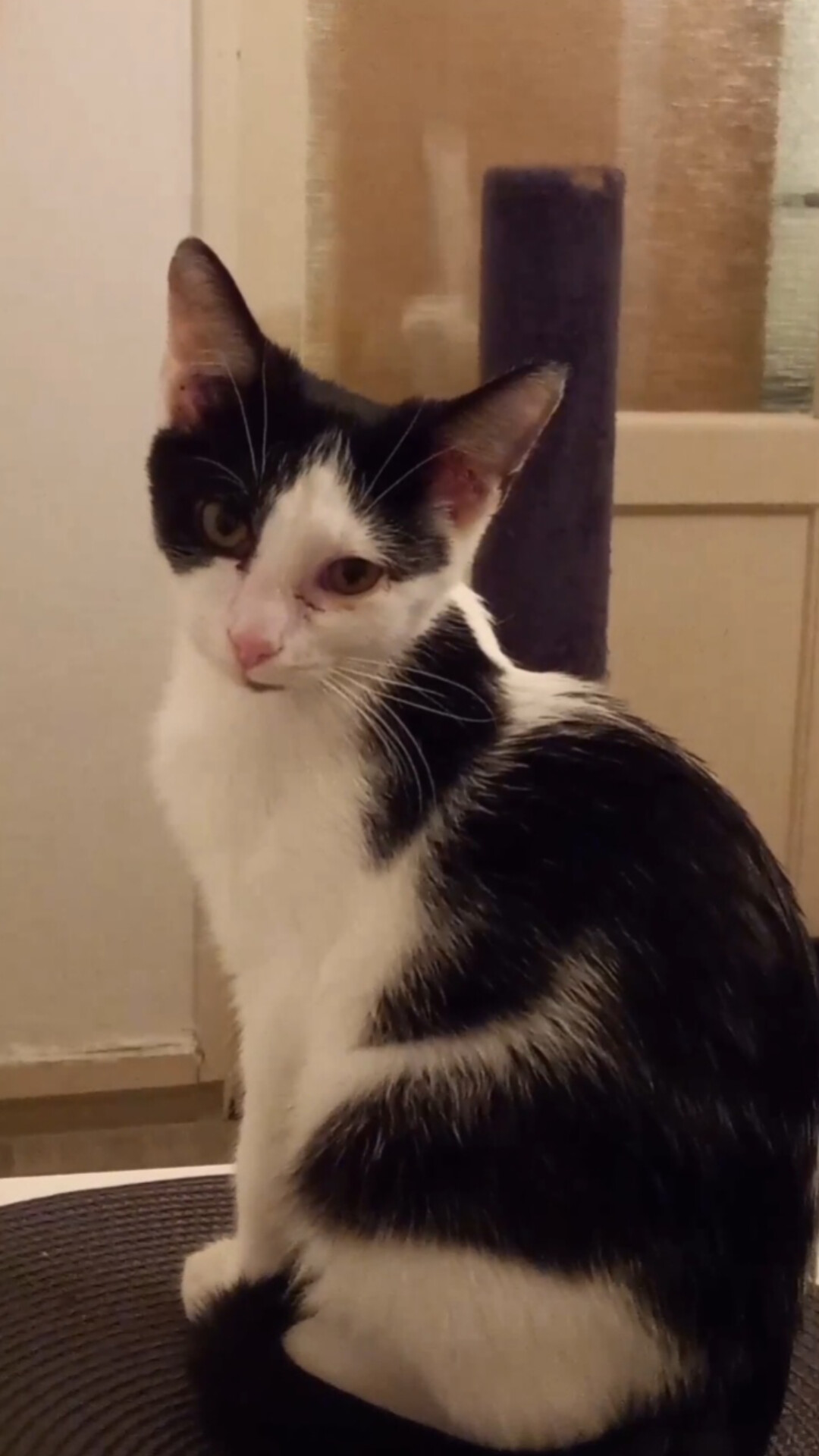MVDr. Libor Okřina - Veterinární ordinace Jihlava foto 3
