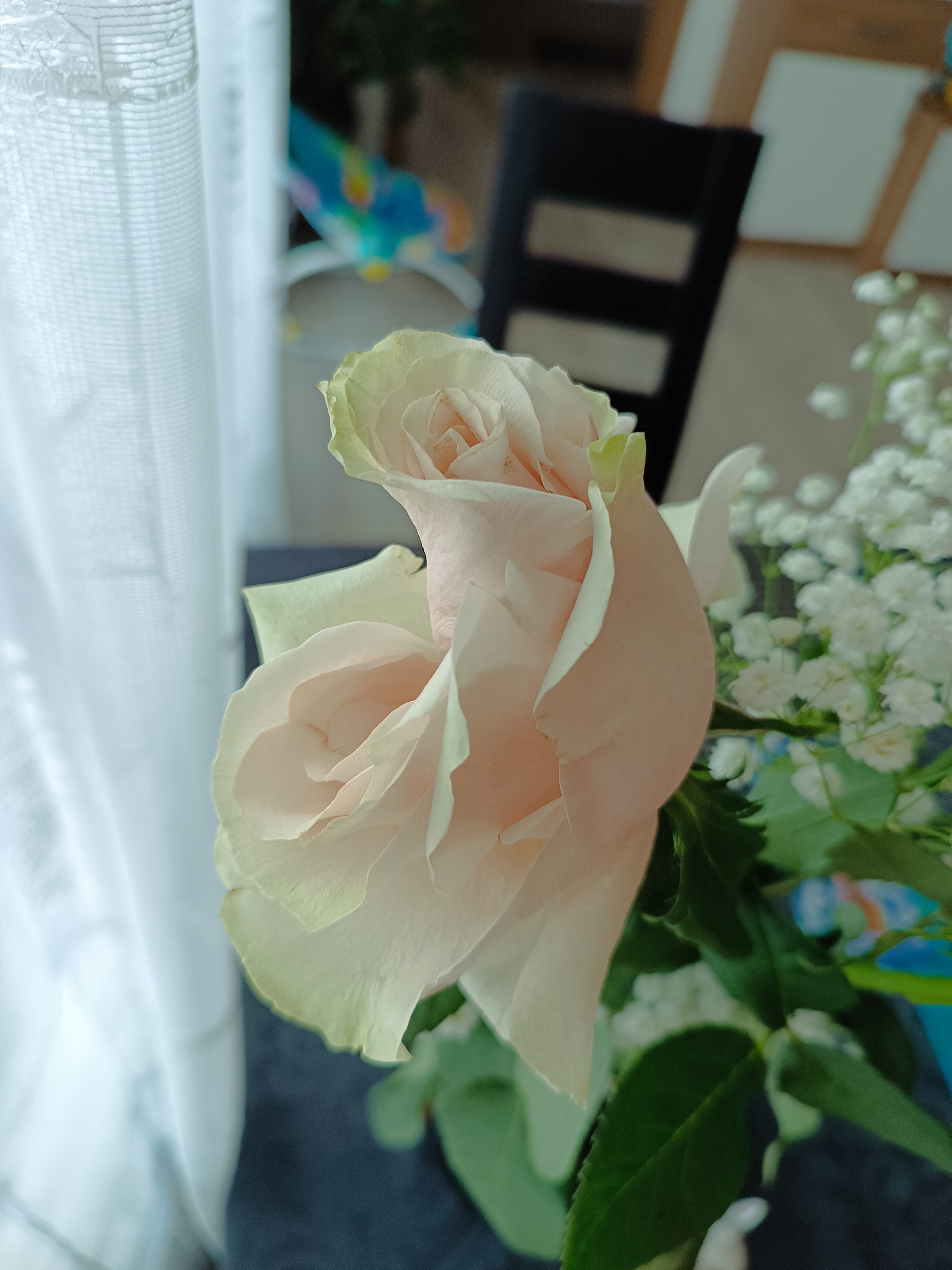 Flamengo květiny foto 4