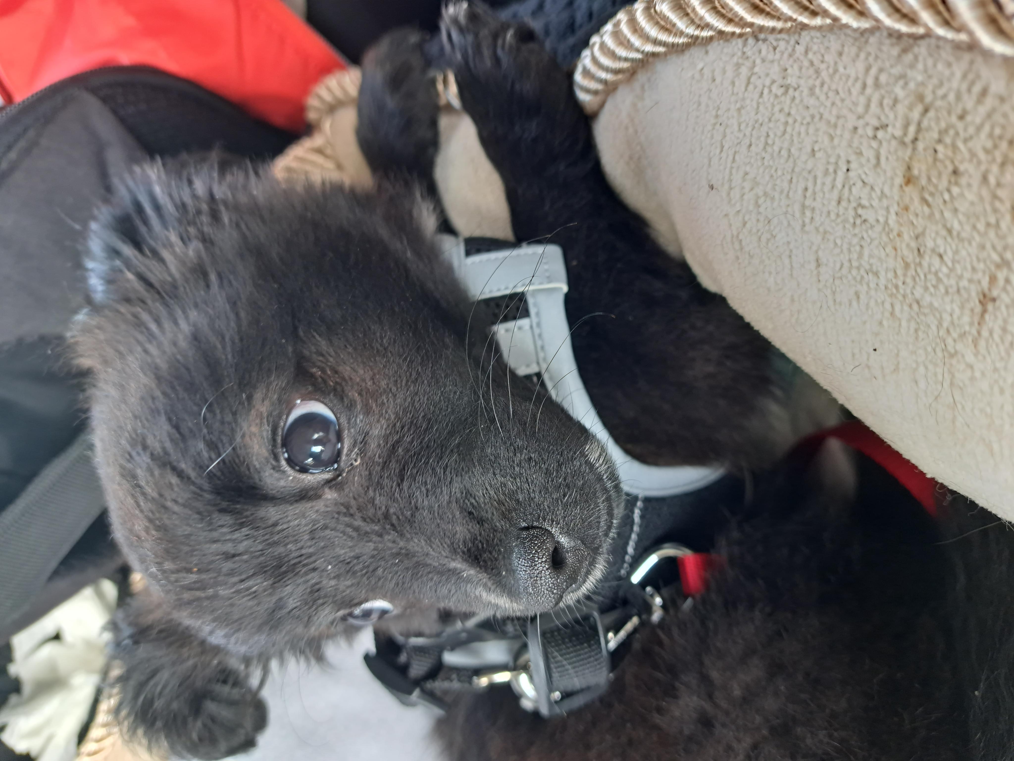 Veterinární klinika MVDr. Igora Beneše foto 5