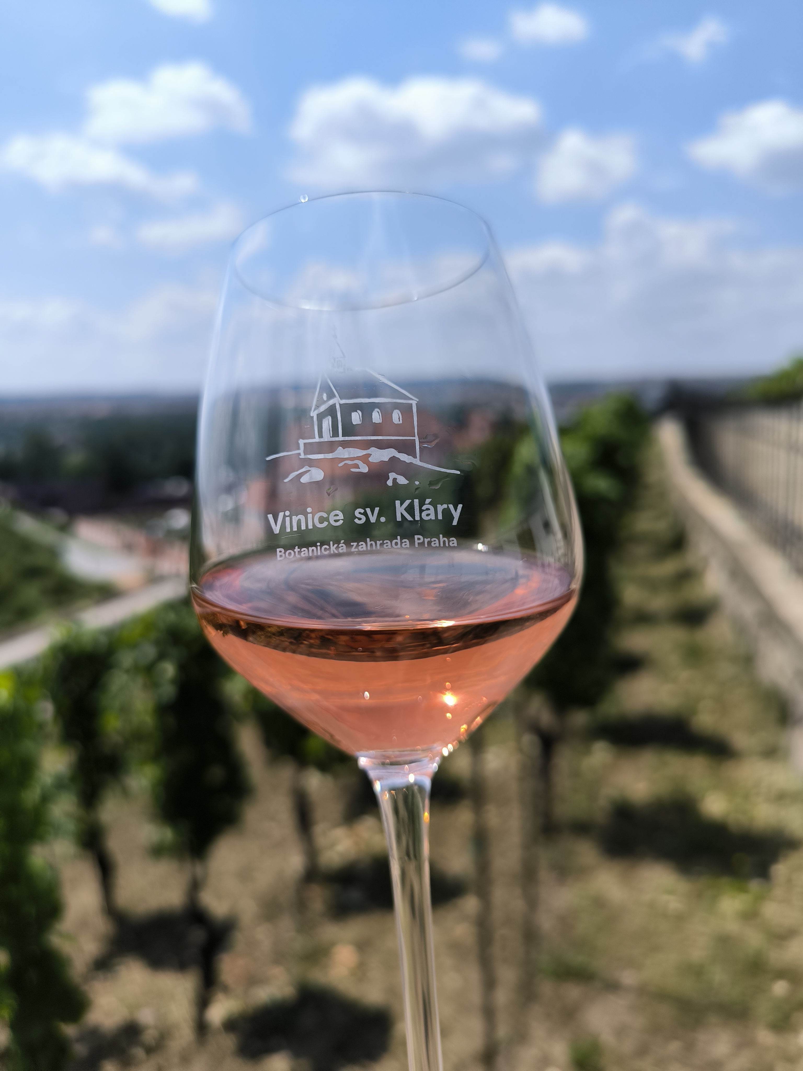 Vinice a vinotéka sv. Kláry - Botanická zahrada Praha foto 4