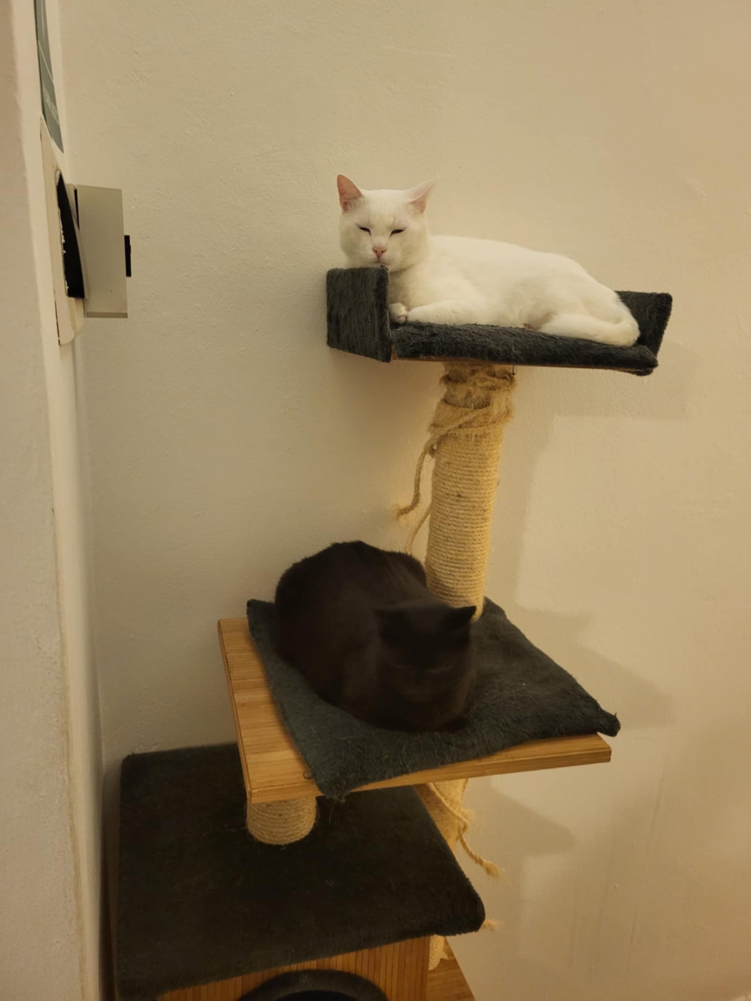 Cat Cafe Prague foto 4
