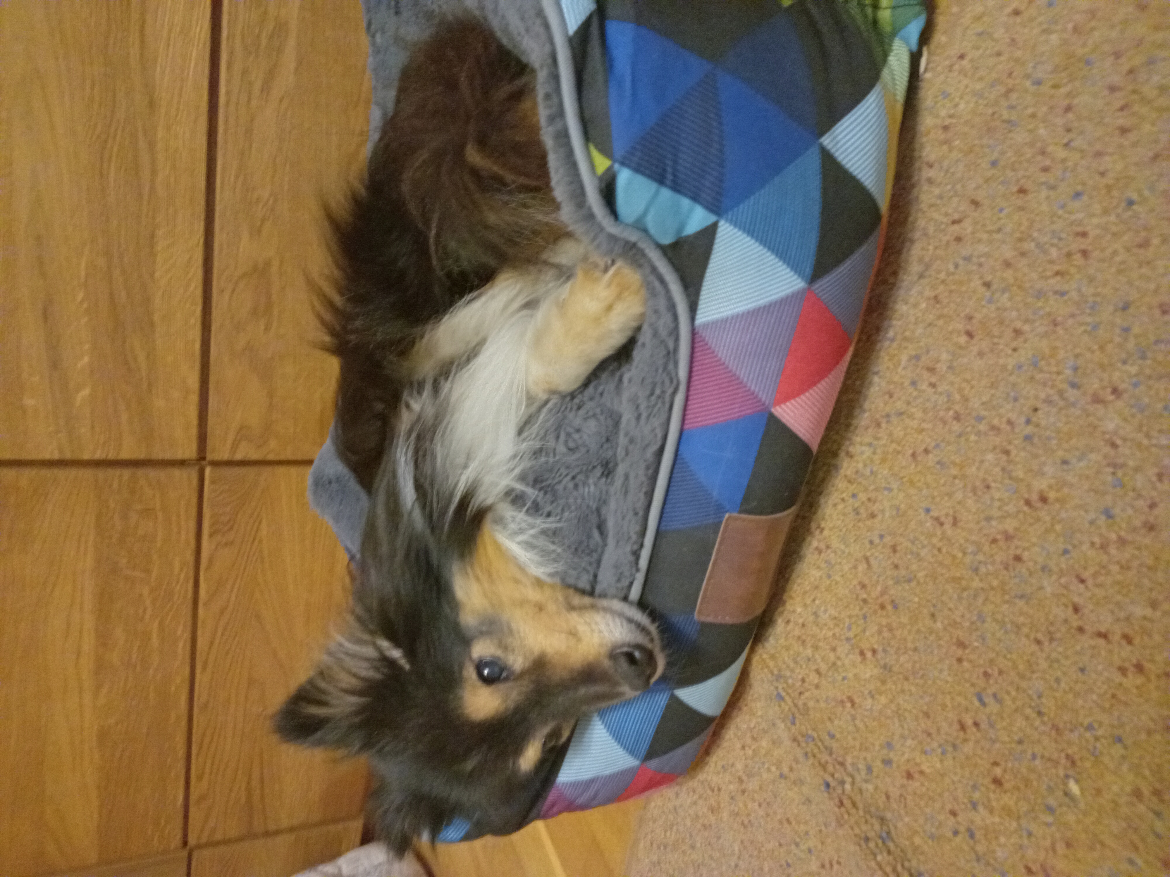 MVDr. Vlastimil Čermák foto 2