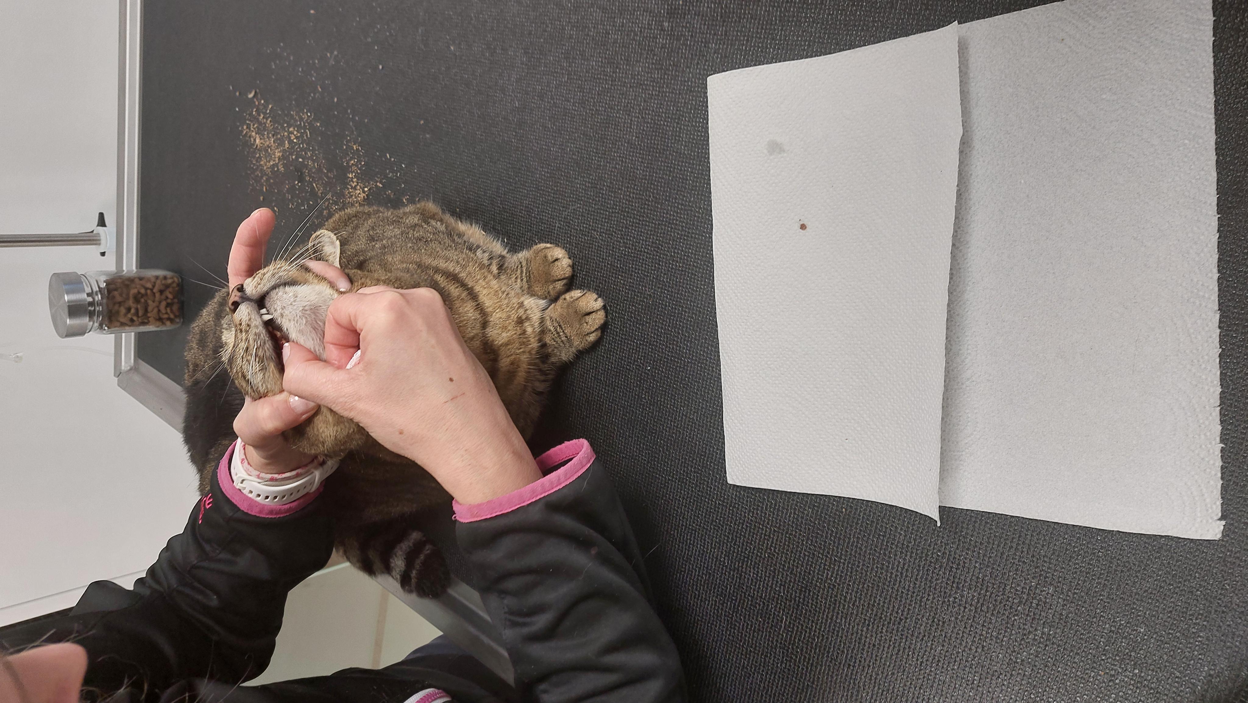 Veterinární ordinace MVDr. Hana Hořejší foto 6