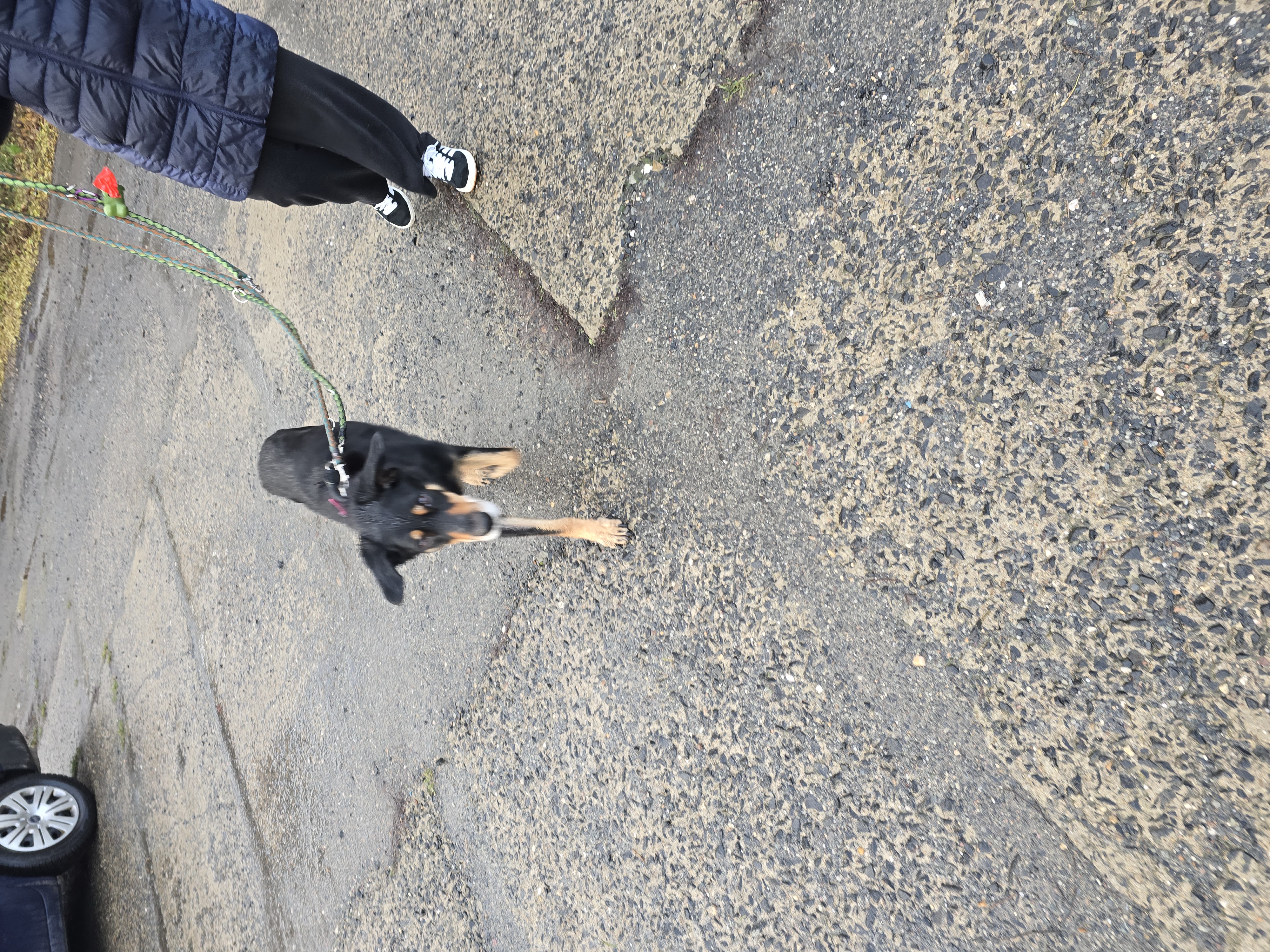 Útulek DogPlanet Mělník foto 5
