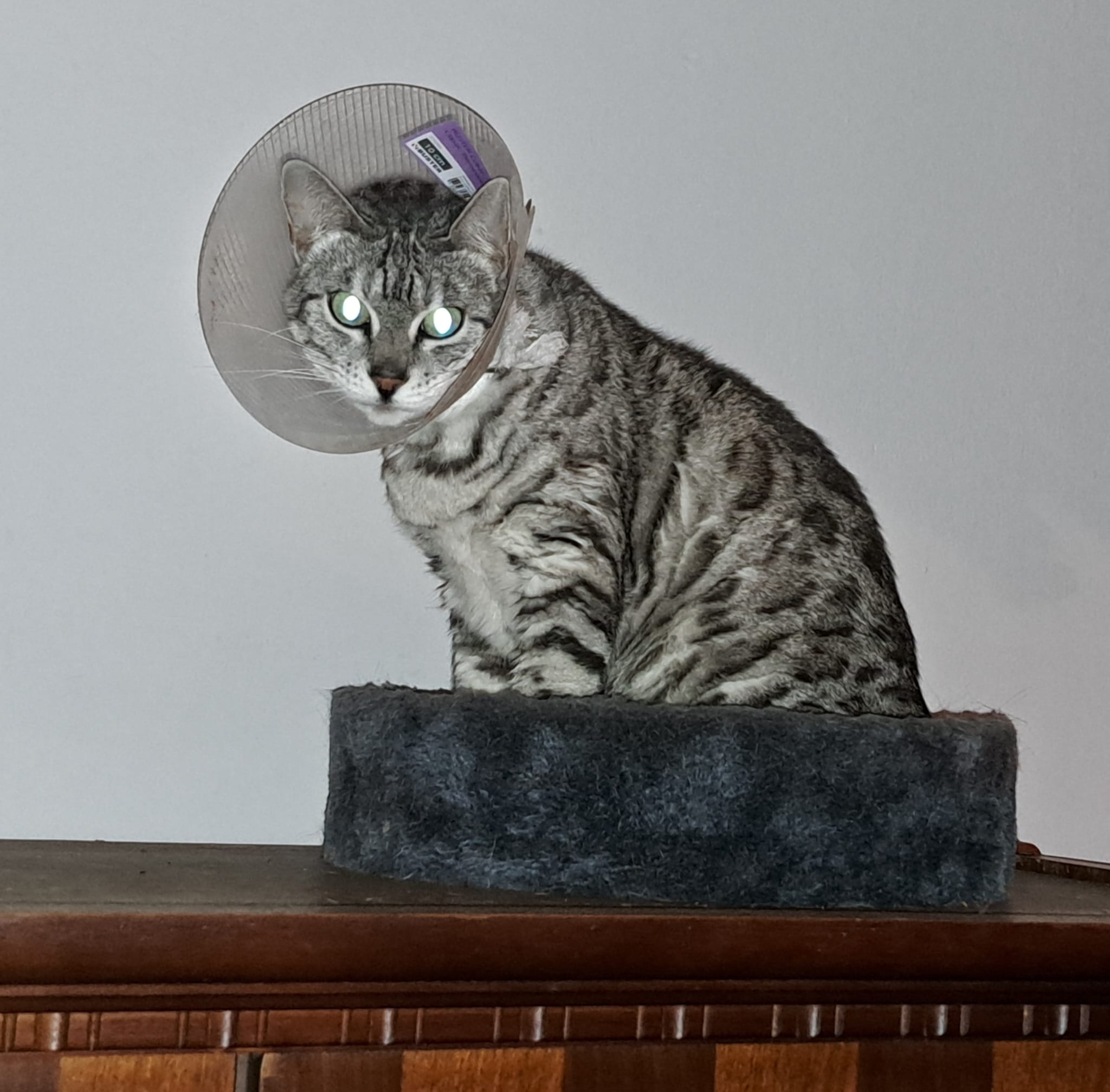 Veterinární klinika LIVE - MVDr. Jiří Vomáčka foto 5