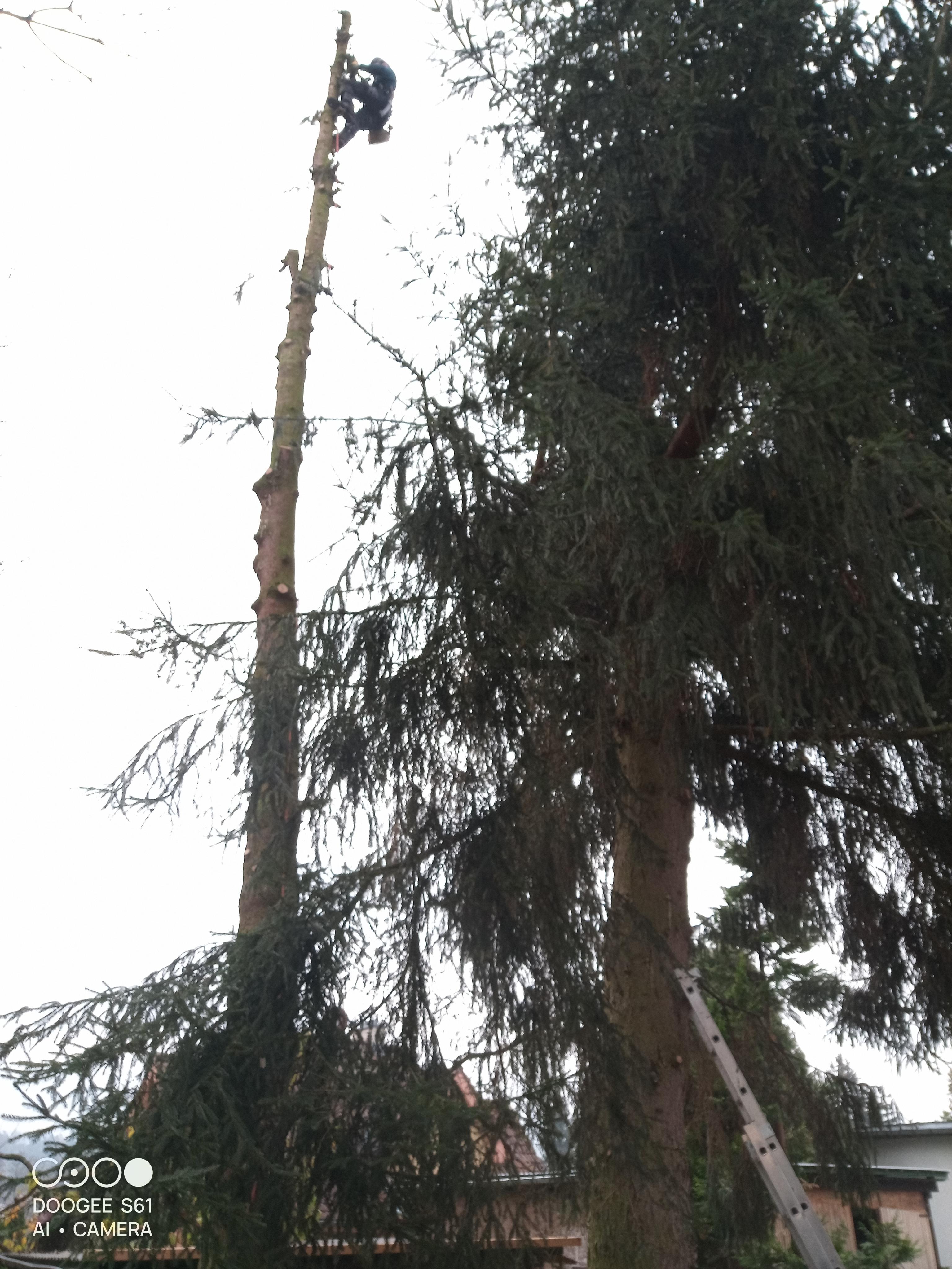 Zdeněk Blažek - Top Trees foto 6