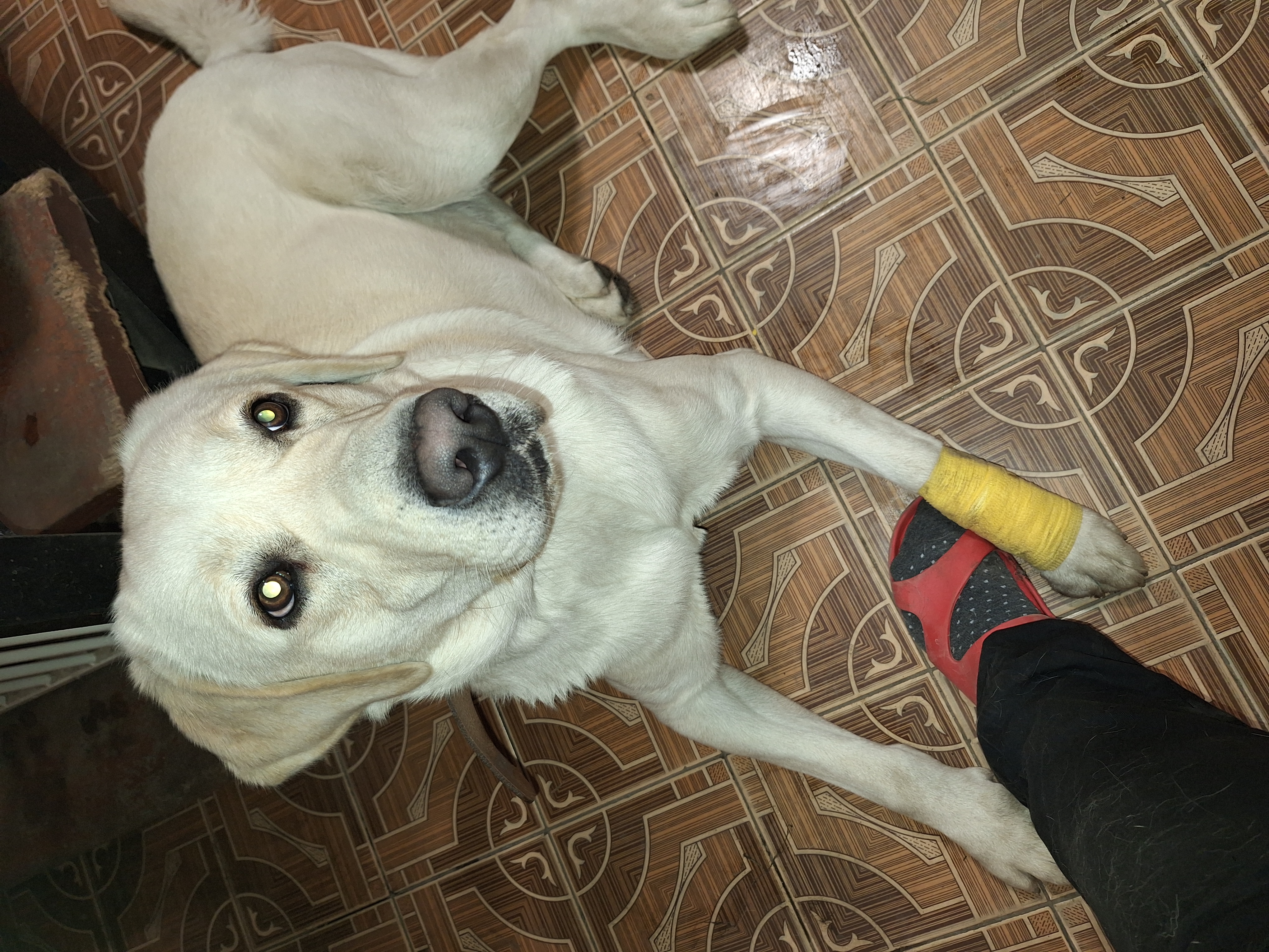 Veterinární klinika Růžodol, s.r.o. foto 5