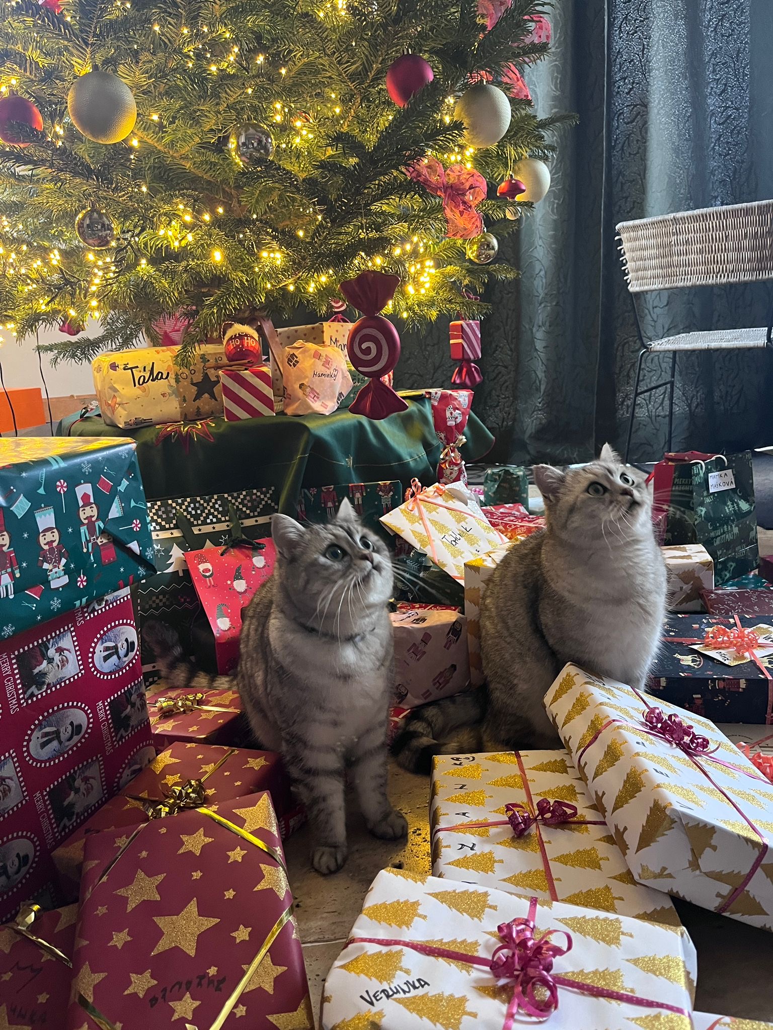 Kočičí polepšovna Kateřiny Štiblické foto 4