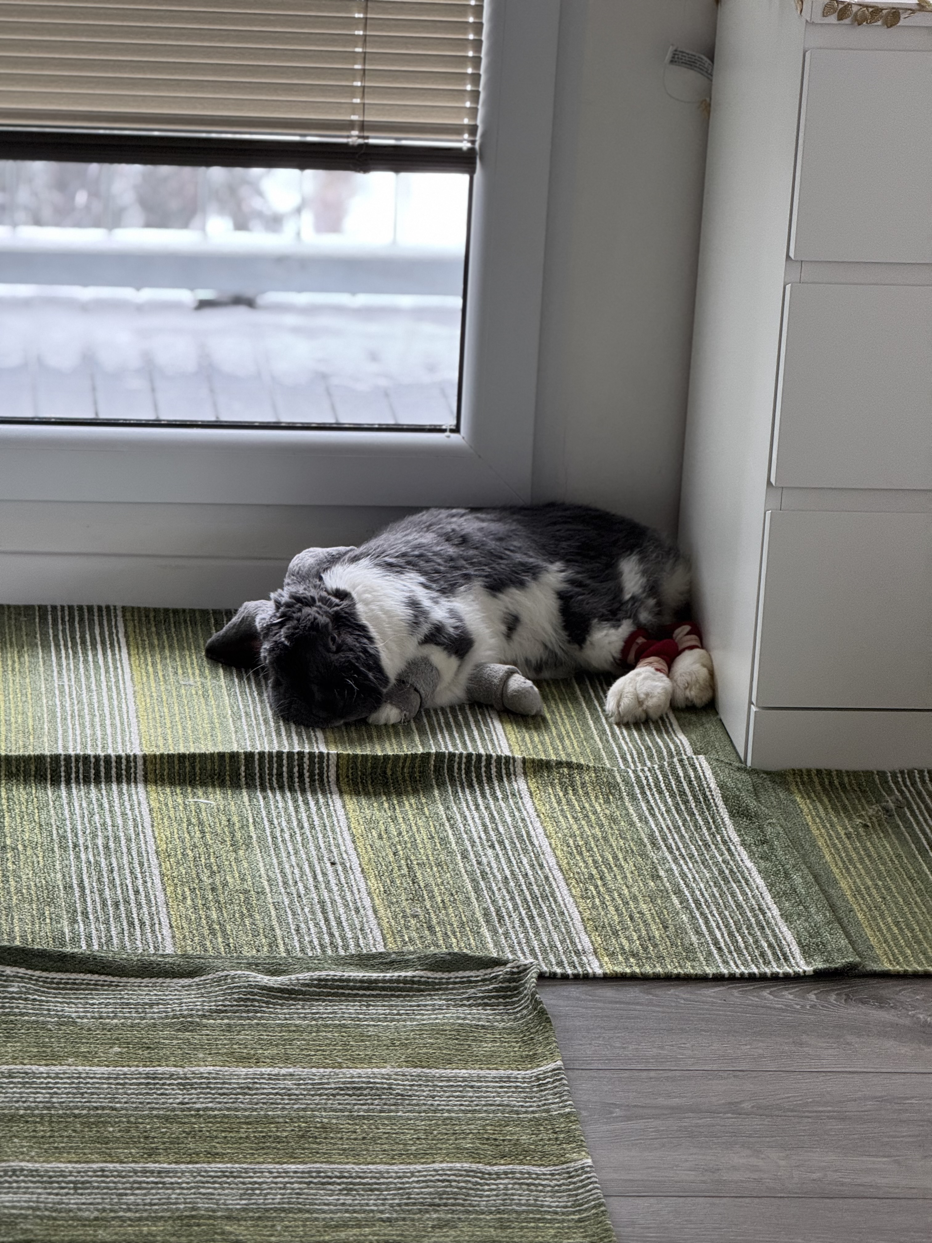 ERIKA veterinární klinika - MVDr. Pavel Hron foto 2