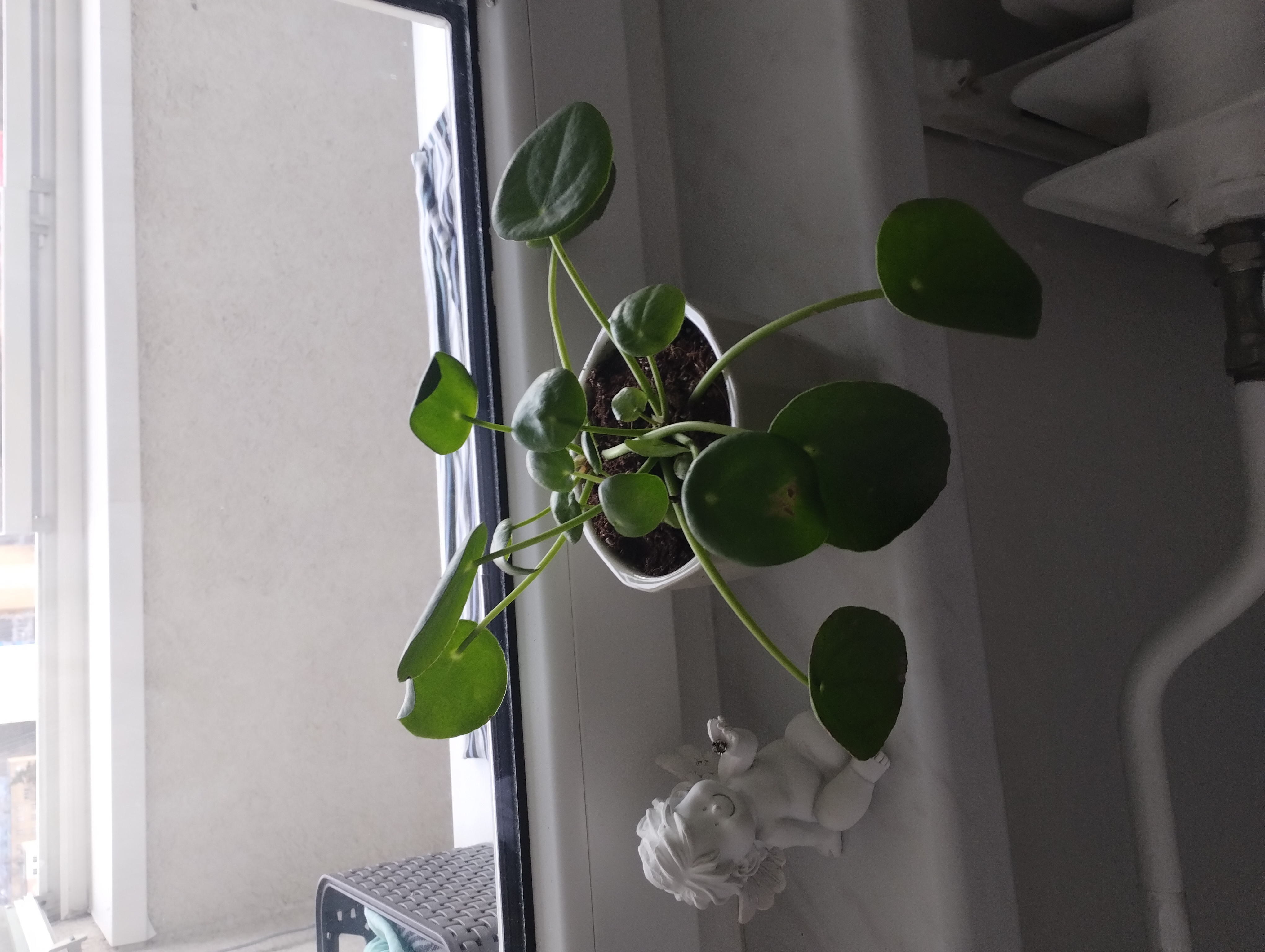 Gardners foto 5