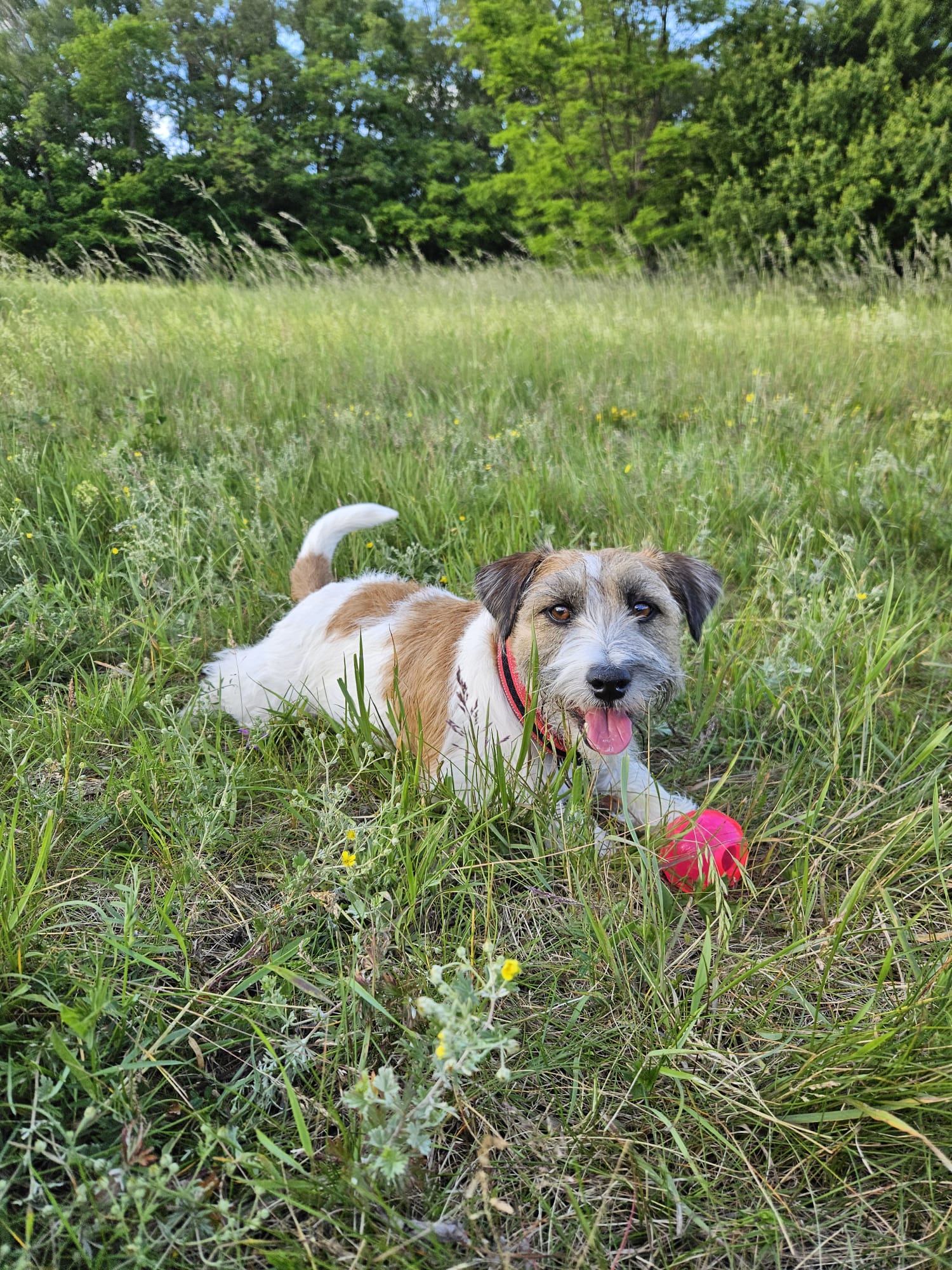 Marta Skálová - Výcvik psů foto 5