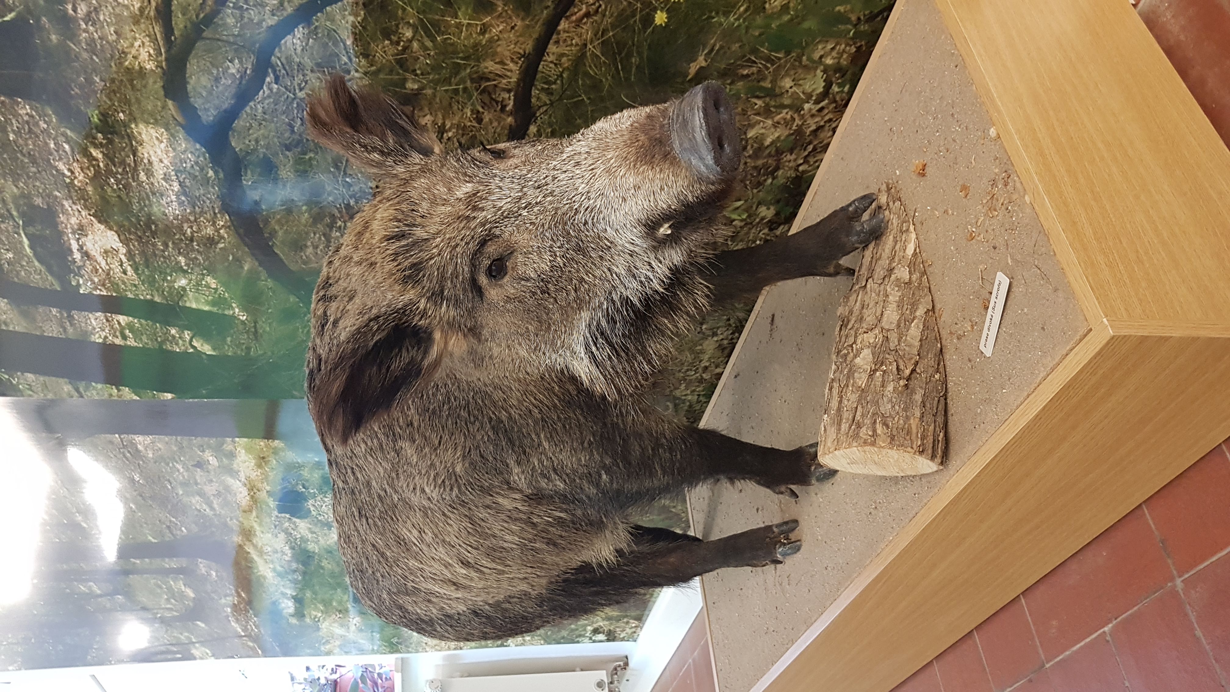 Jihomoravské muzeum ve Znojmě foto 5