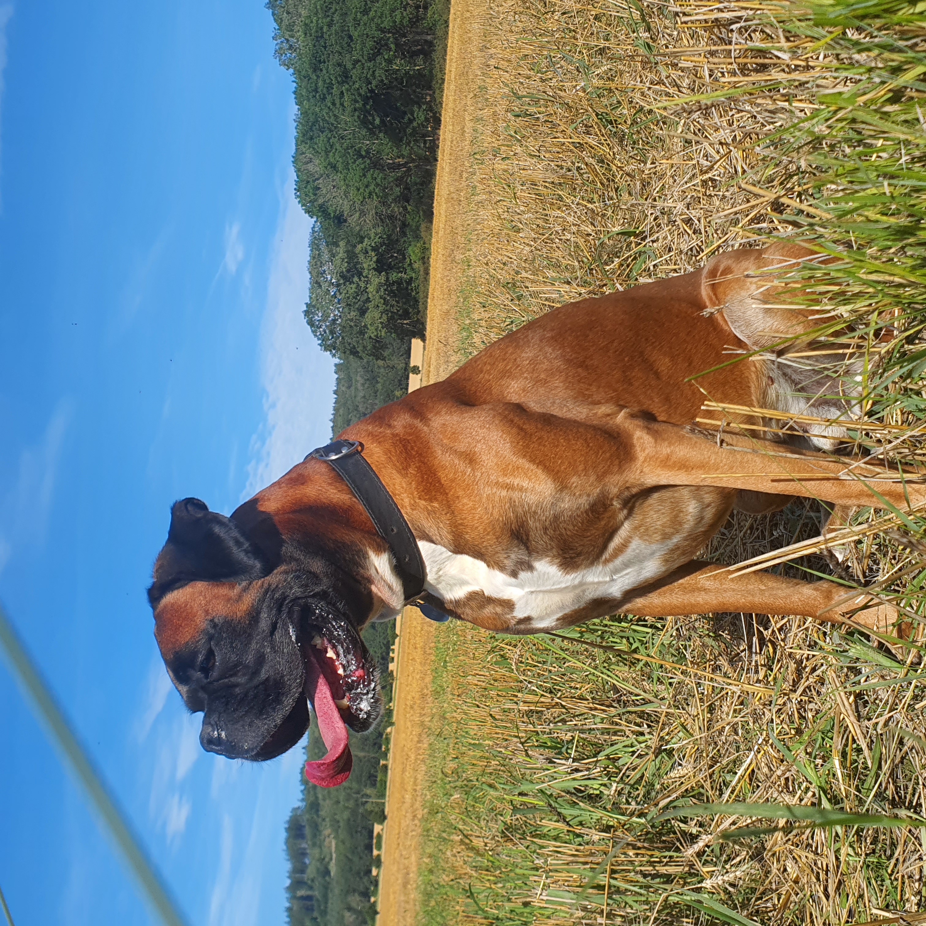 Veterinární ordinace MVDr. Kateřina Koursari, Ph.D. foto 5