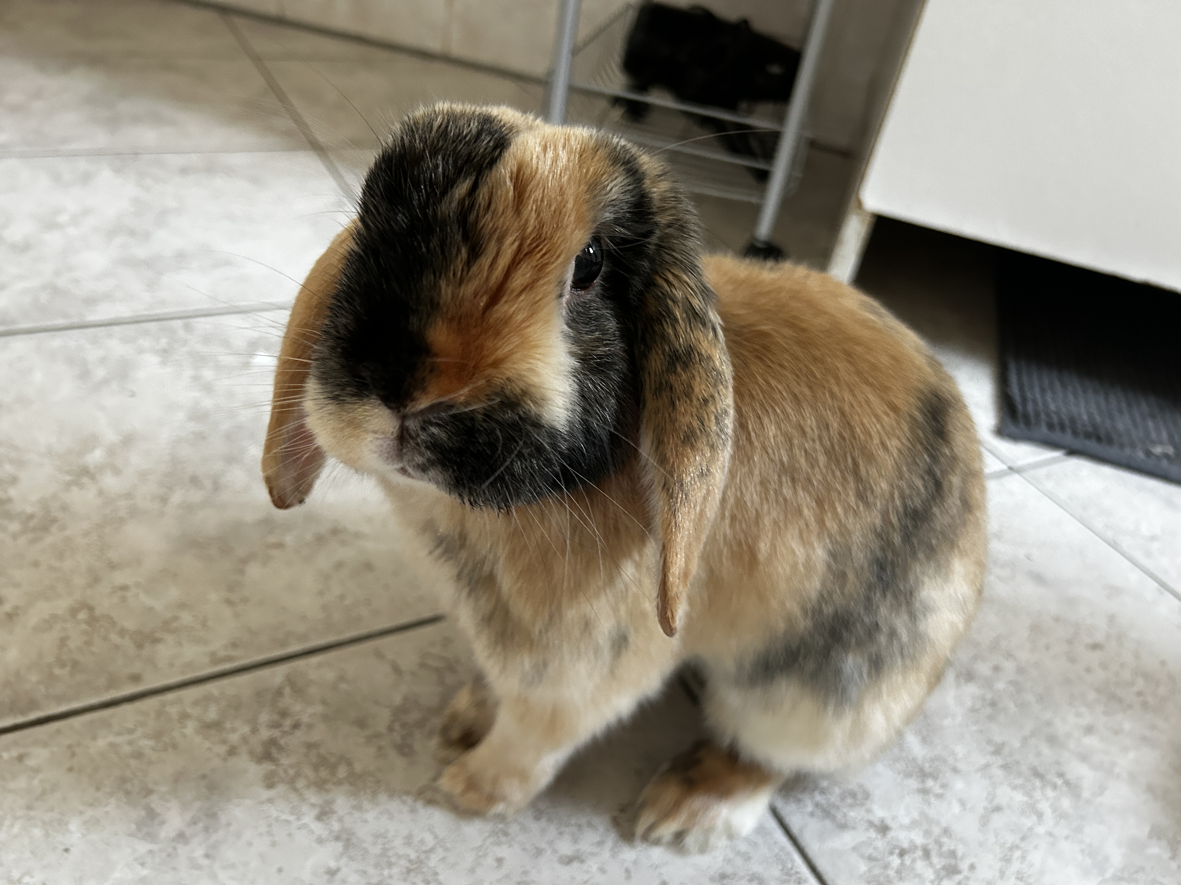 VetNAC - veterinární ordinace MVDr. Barbora Kykalová foto 4