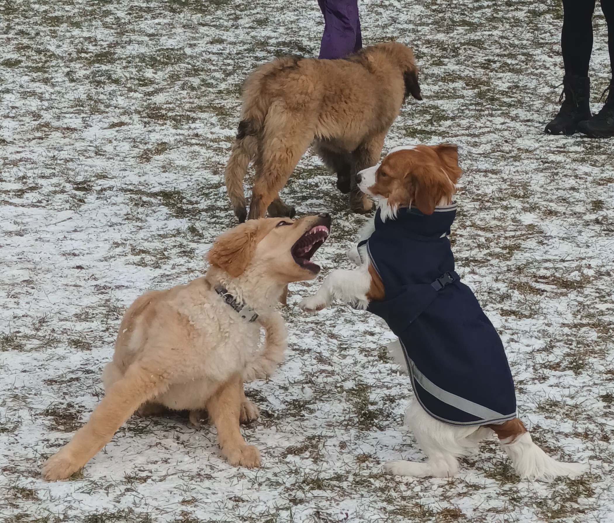 DogUniversal foto 5