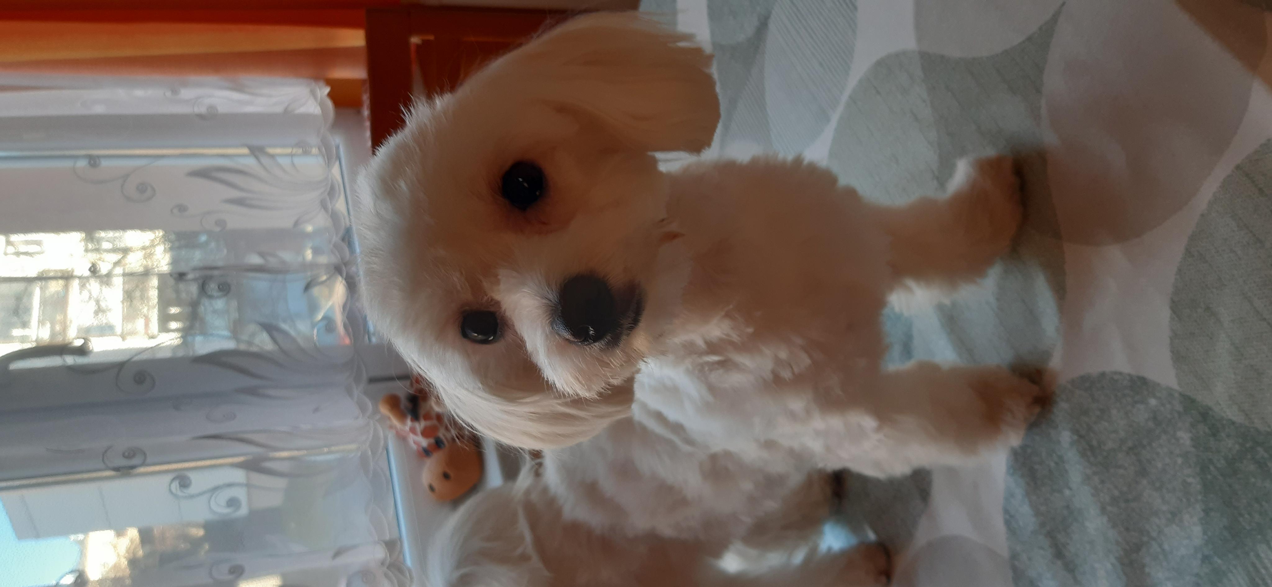 Salon pro malé chlupáčky foto 3