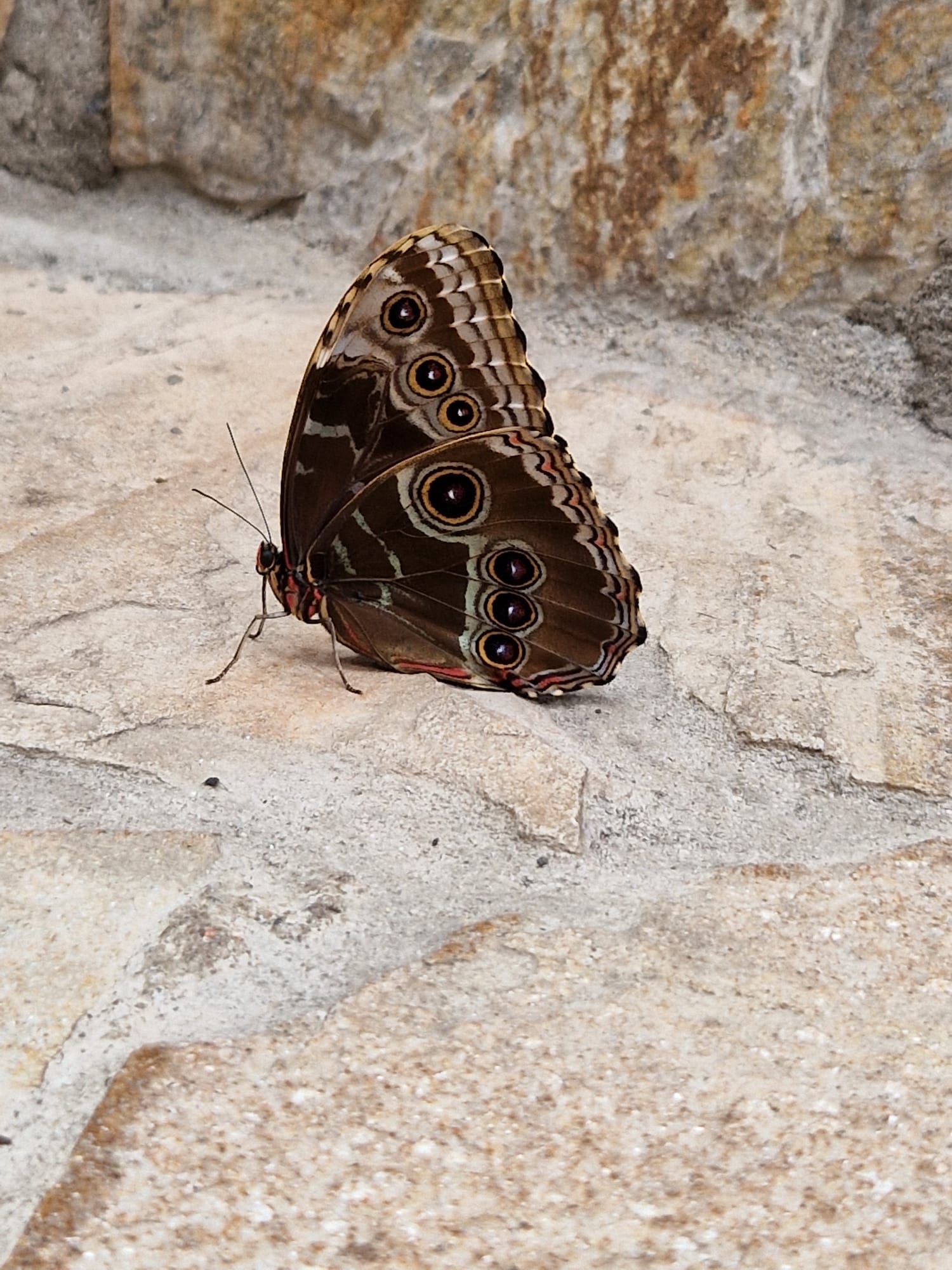 Papilonia – motýlí dům foto 6
