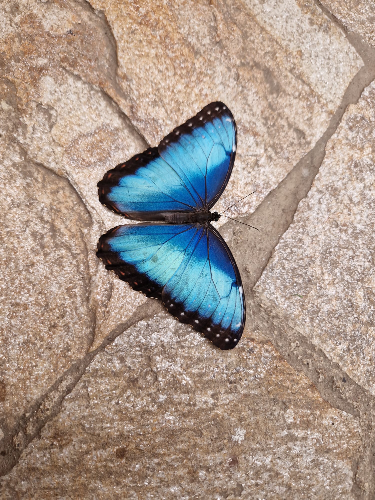 Papilonia – motýlí dům foto 5