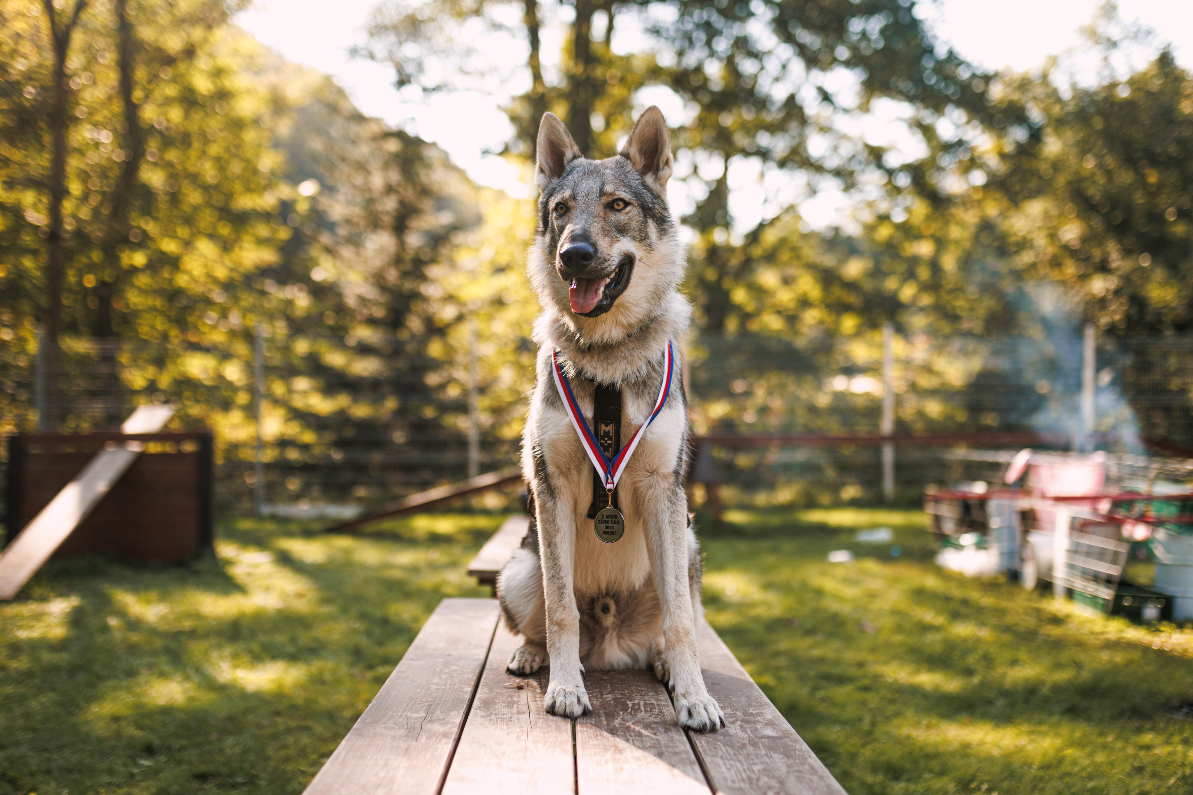V.R.K. Adamov škola a hotel pro psy foto 5