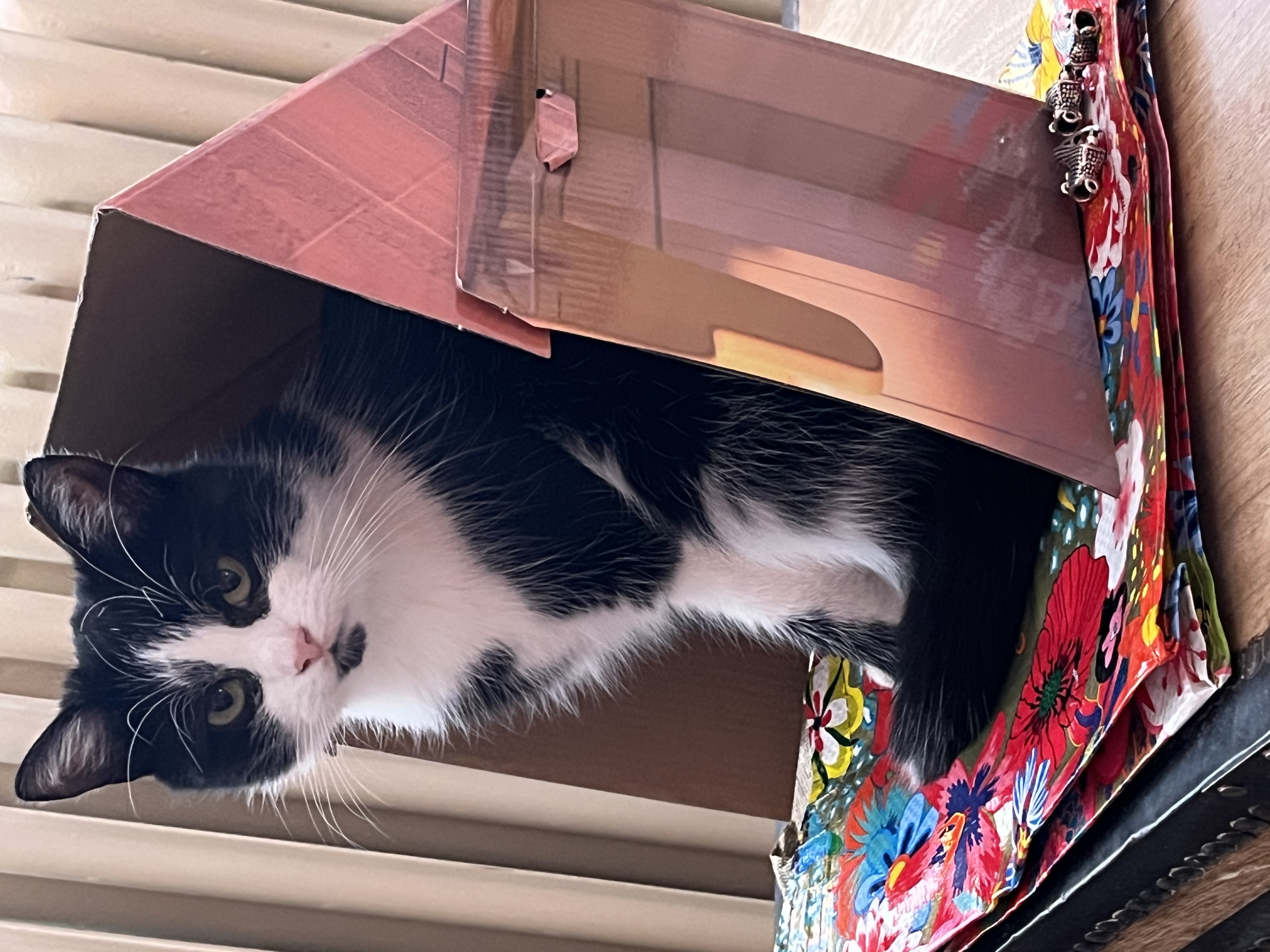 Uno Veterinární Klinika foto 1