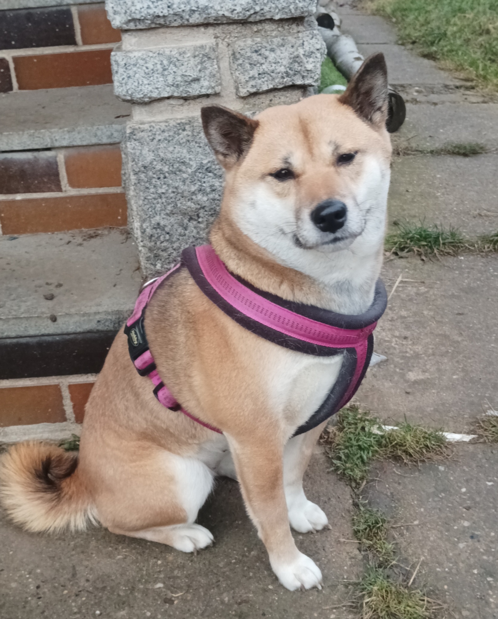 Veterinární klinika Průhonice - MVDr. Vítězslav Motl foto 2