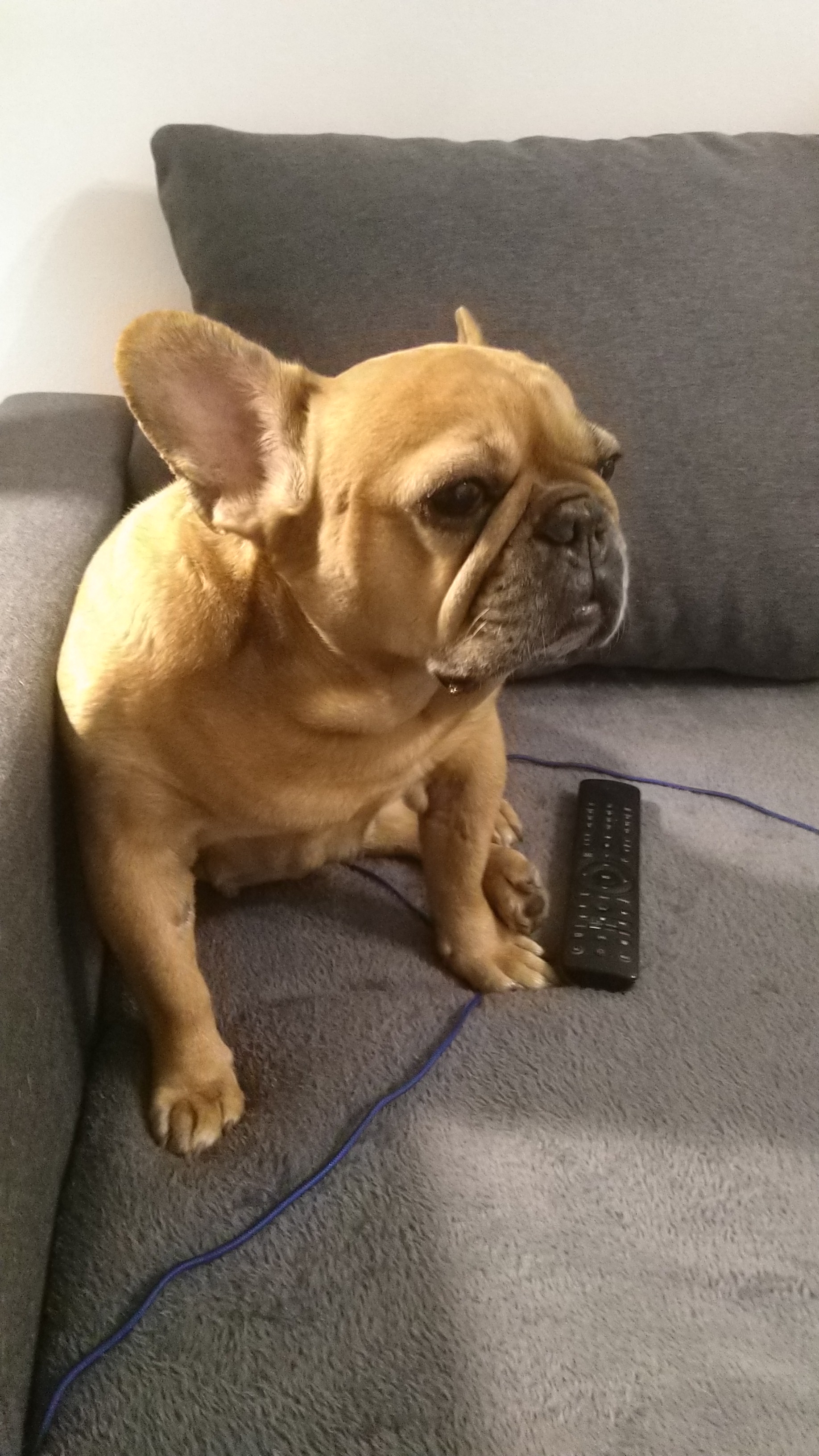 Veterinární ordinace MVDr.Martin Otáhal foto 5