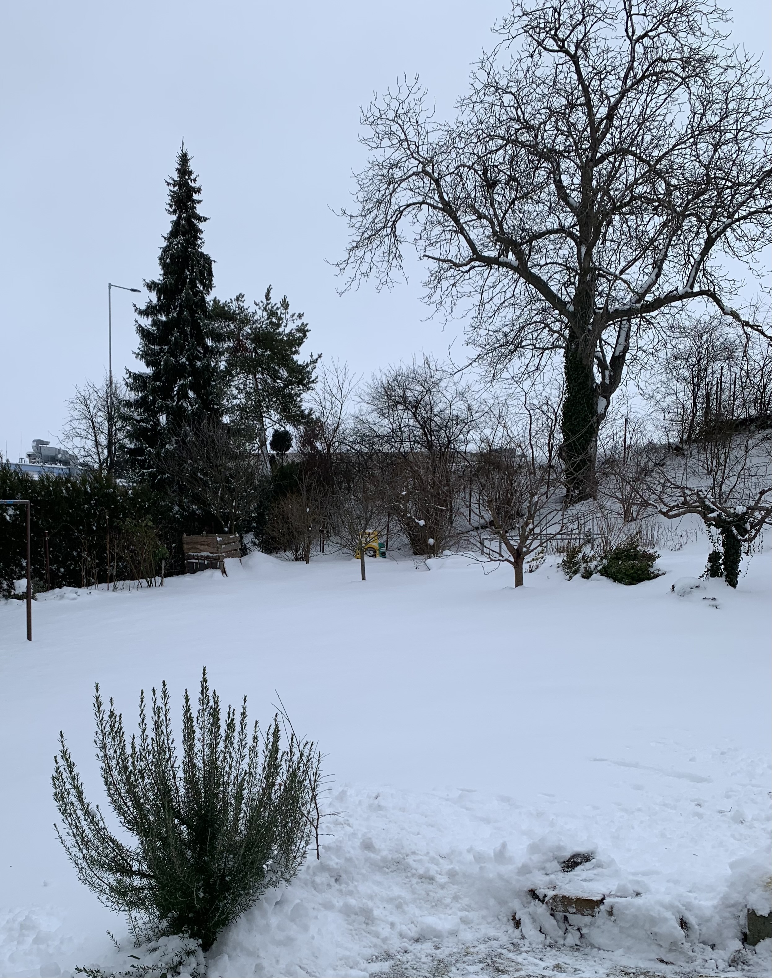 SaÚZ |  Rizikové kácení | Výškové práce |Správa a údržba zeleně foto 2