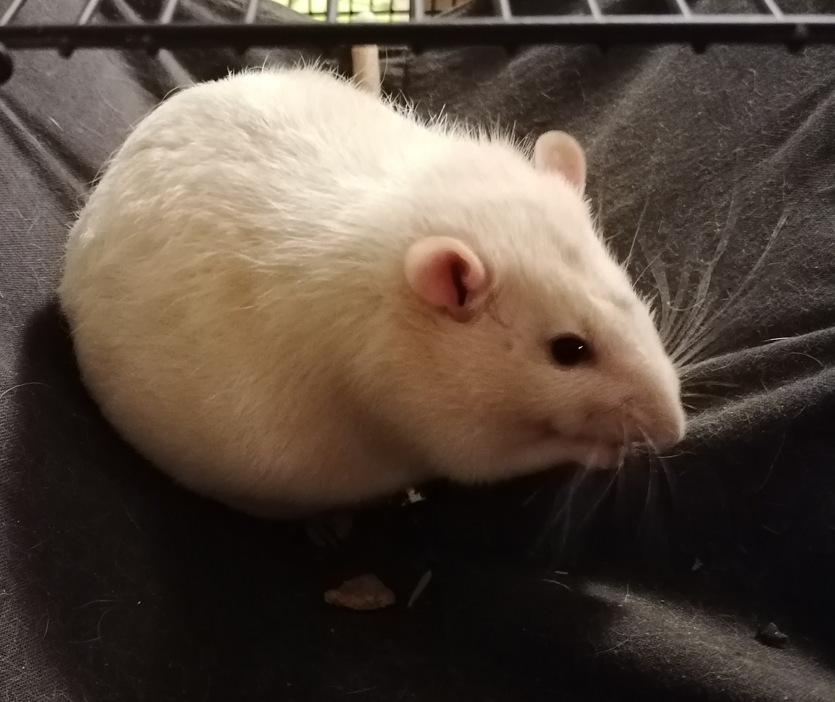 Veterinární klinika Říčany foto 1