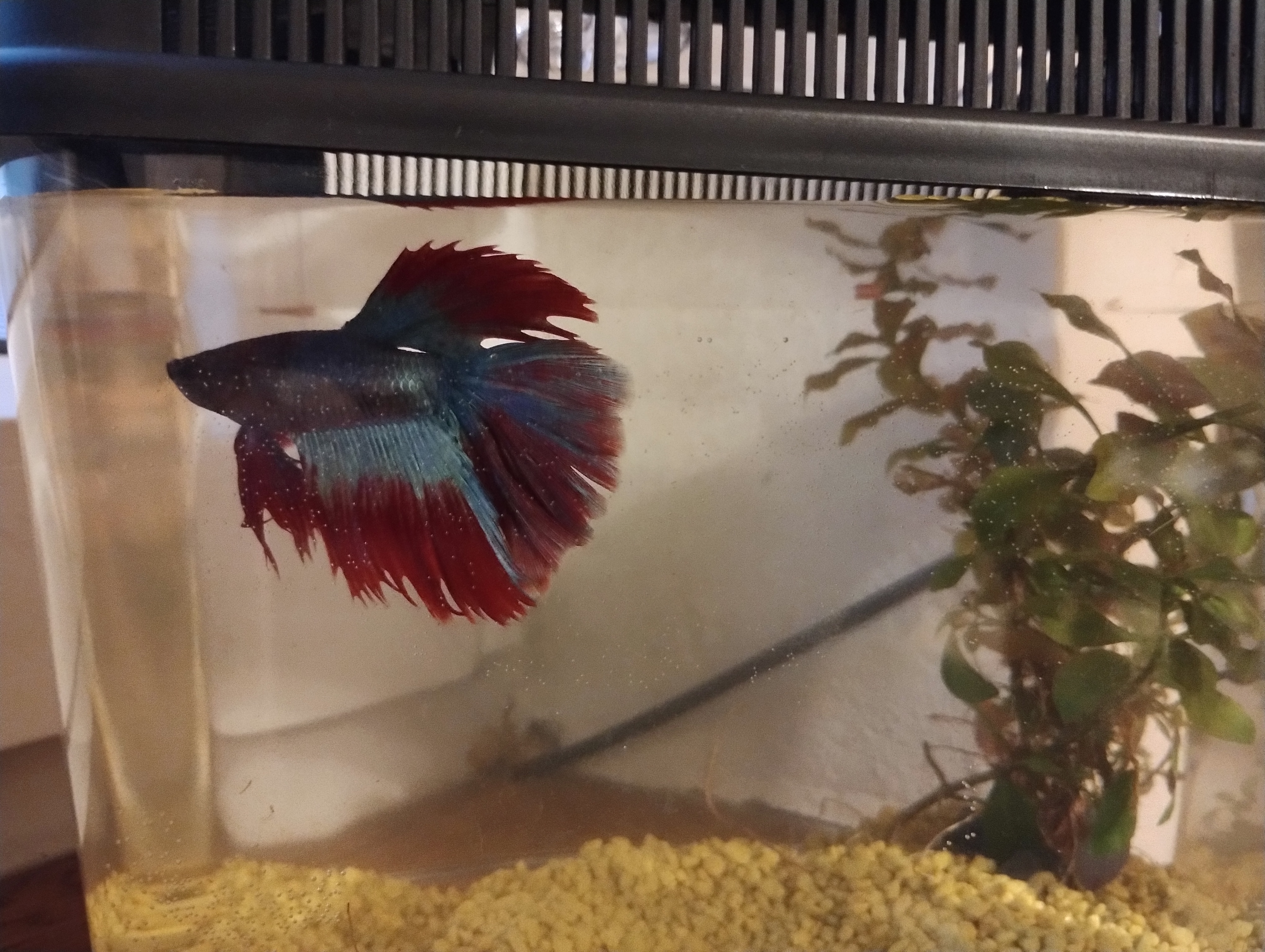 Pet Center foto 2