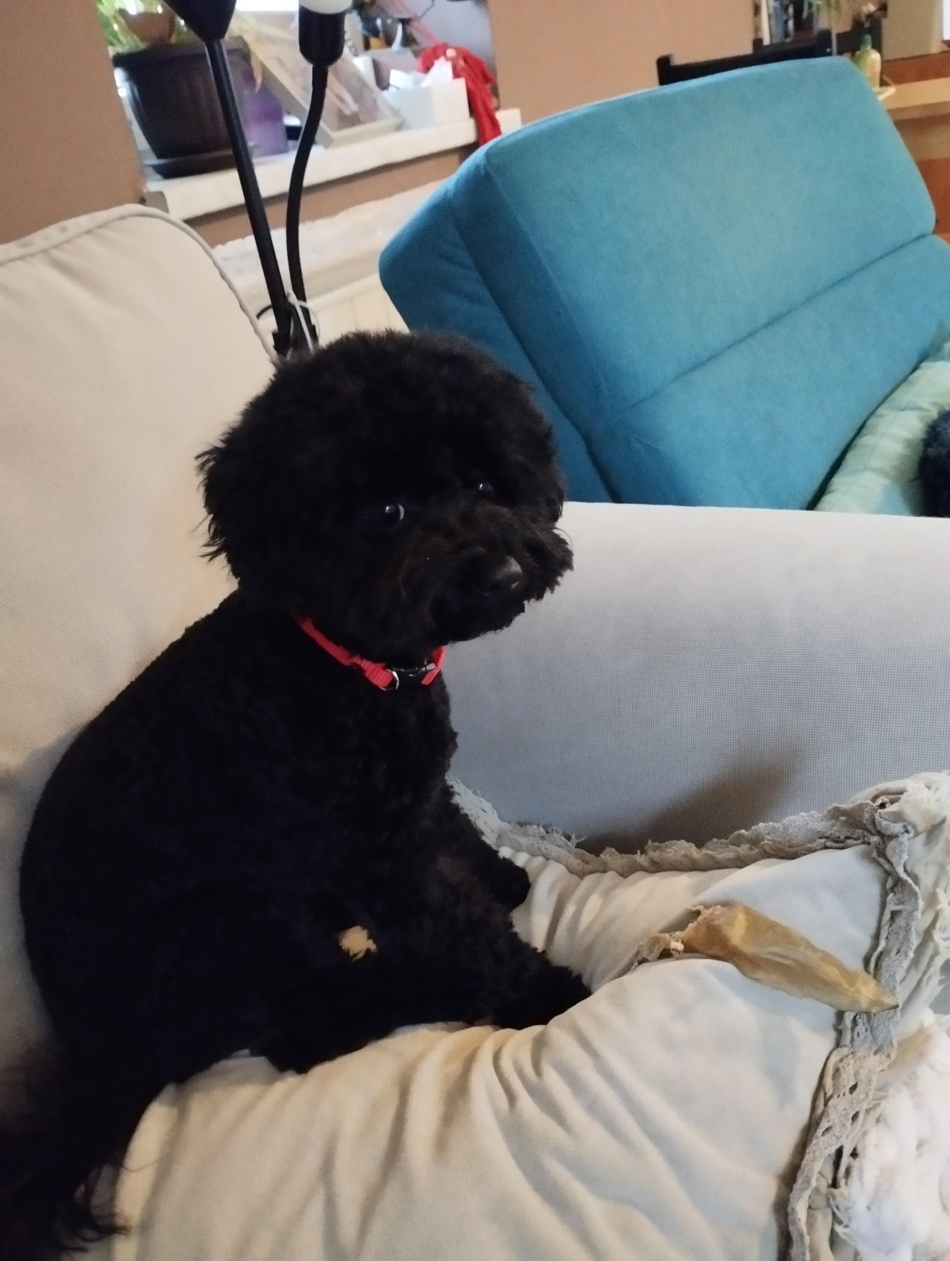 Salon pro psy - Jana Mráčková foto 4