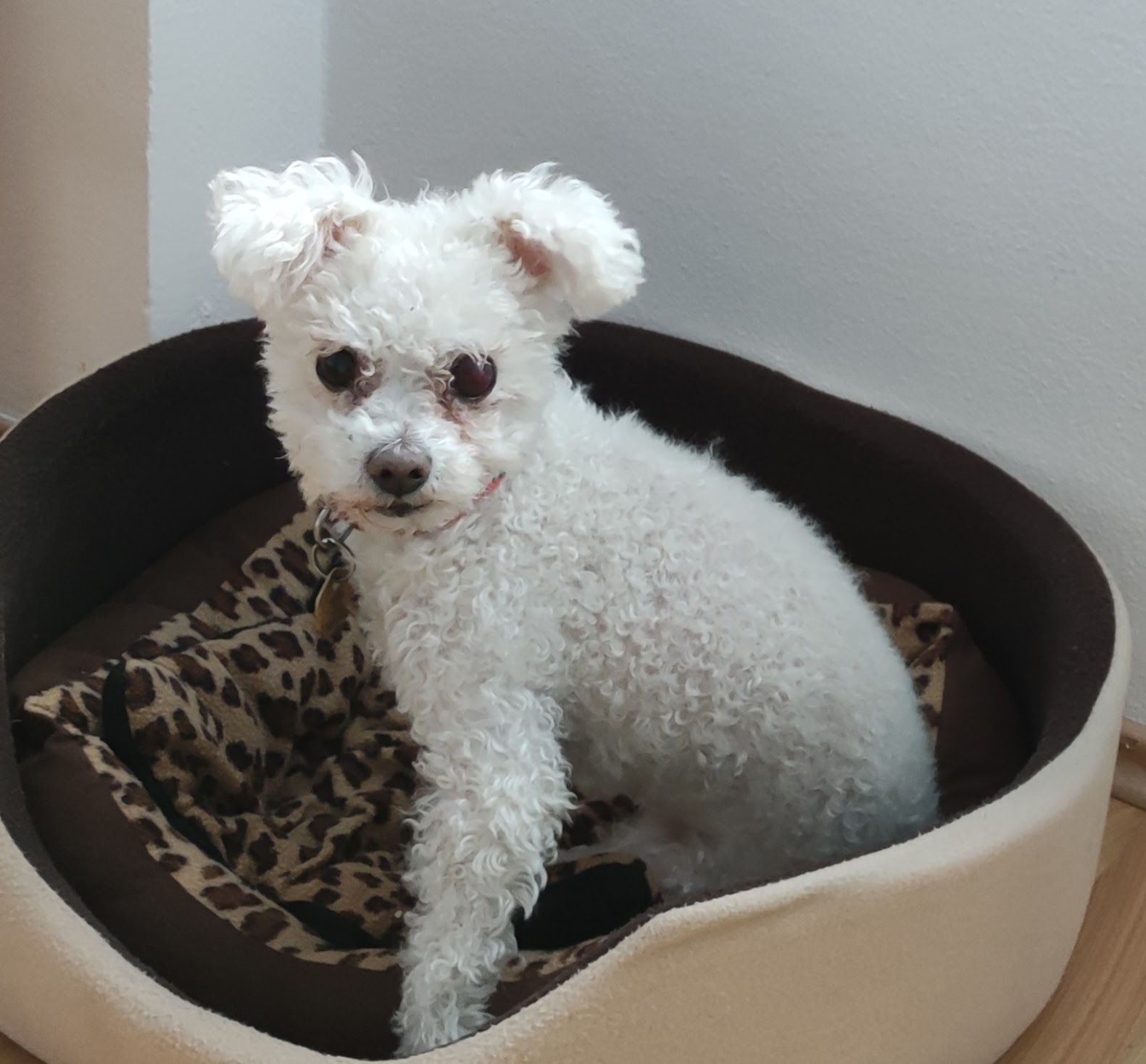 Stříhání psů Klára Honomichlová foto 3