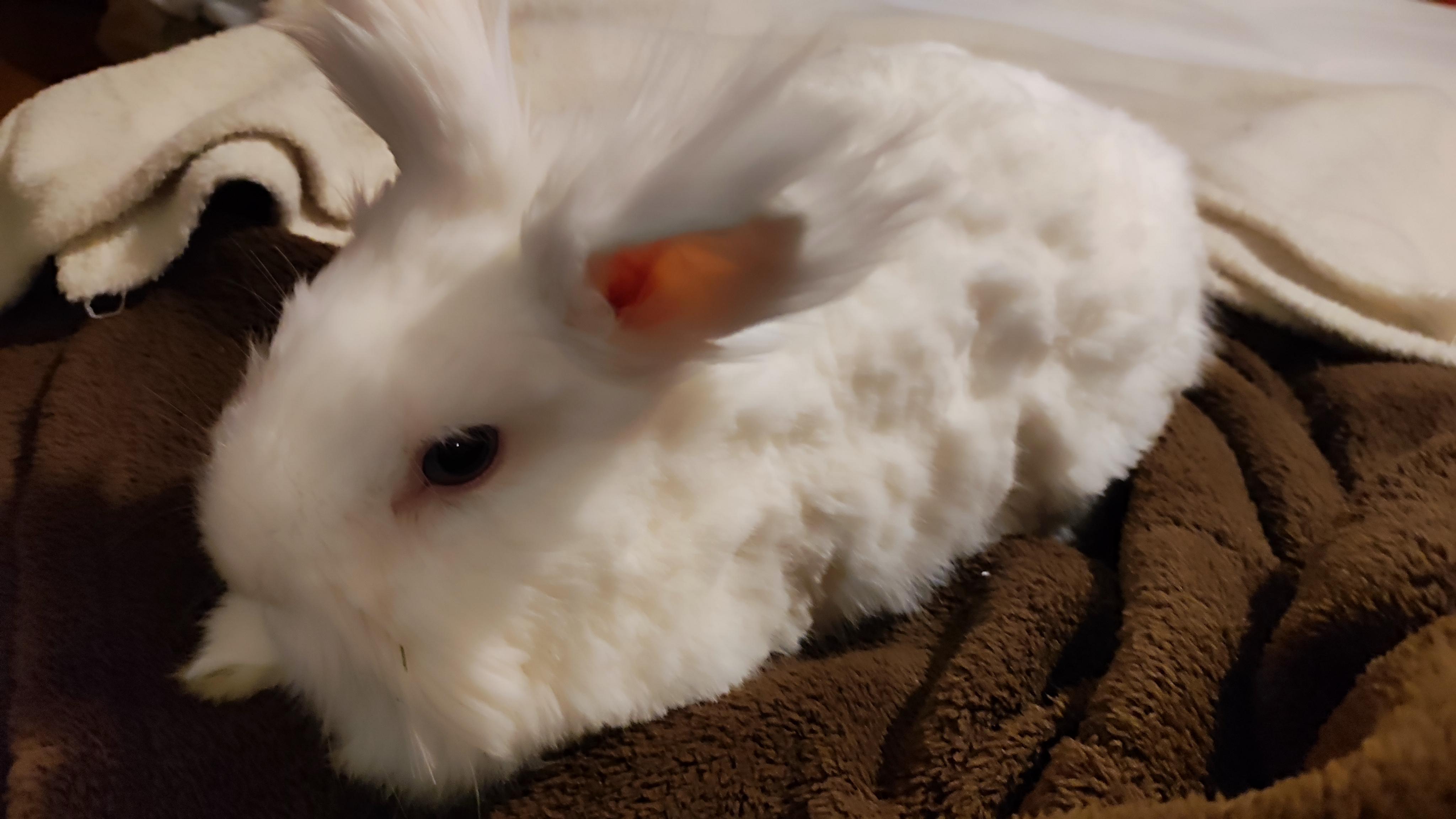 Veterinární ordinace Svobodník foto 5