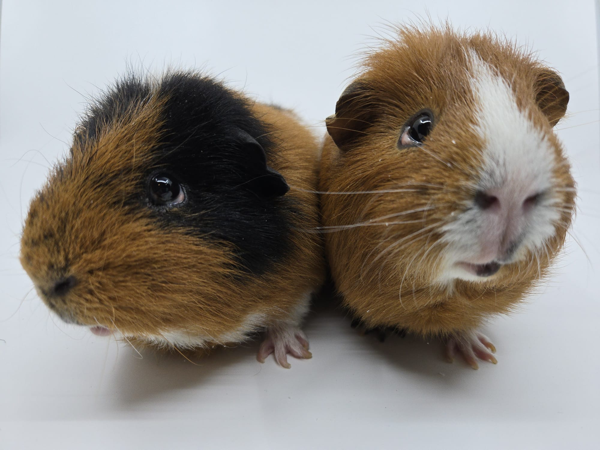 Hlídání mazlíčků Petland foto 3