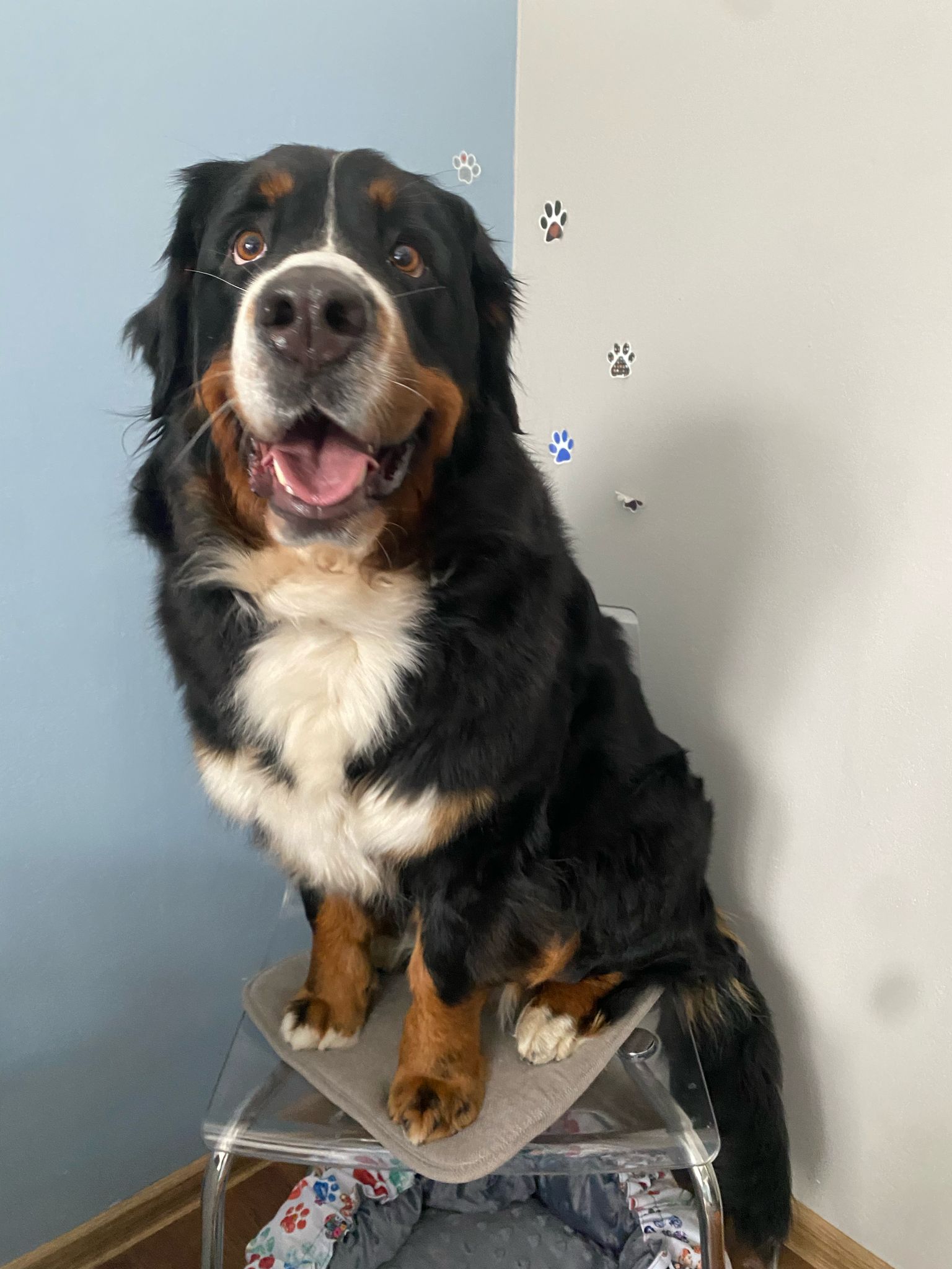 Psí salon Lola foto 6