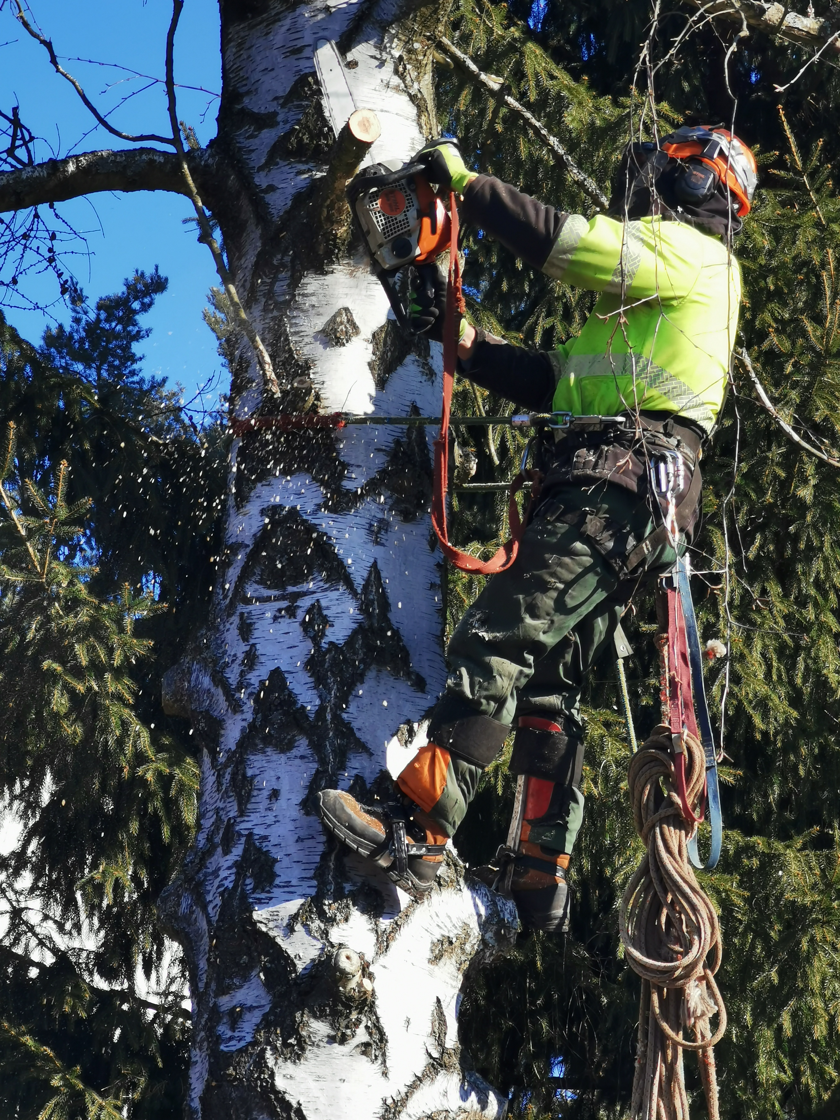 Rizikové kácení stromů - Václav Dufek foto 5