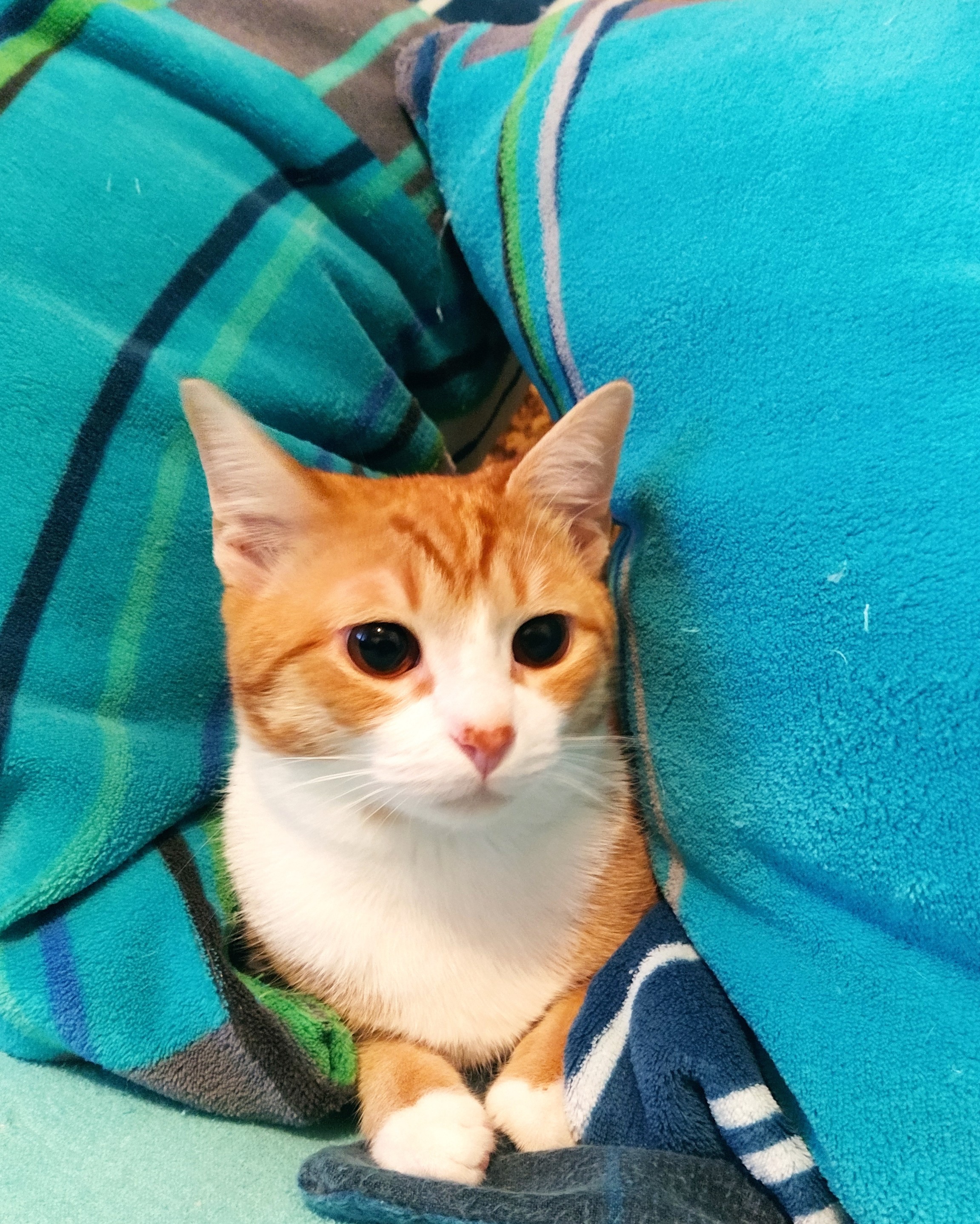 Veterinární klinika Letovice, s.r.o. foto 3