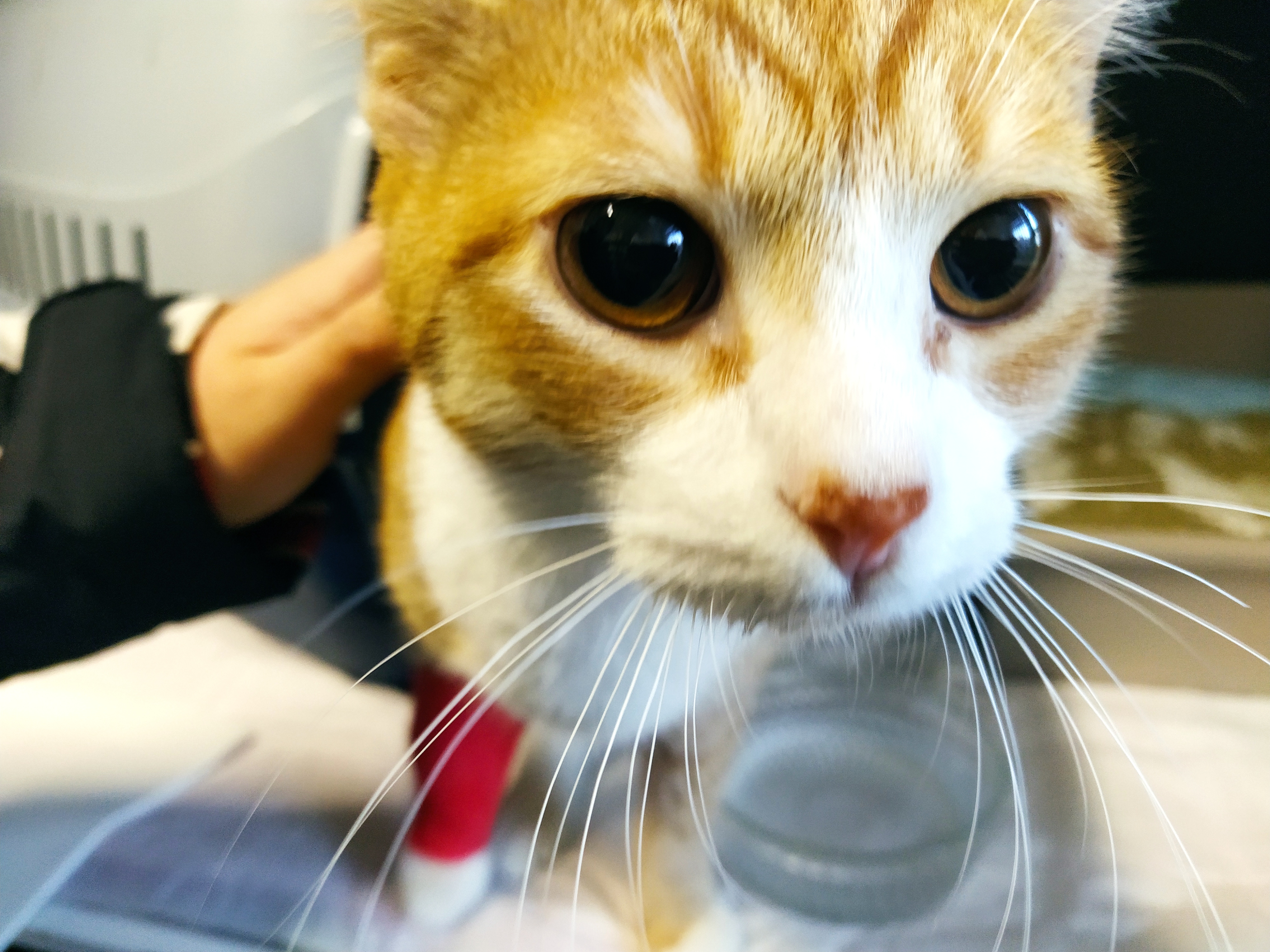 Veterinární klinika Letovice, s.r.o. foto 2