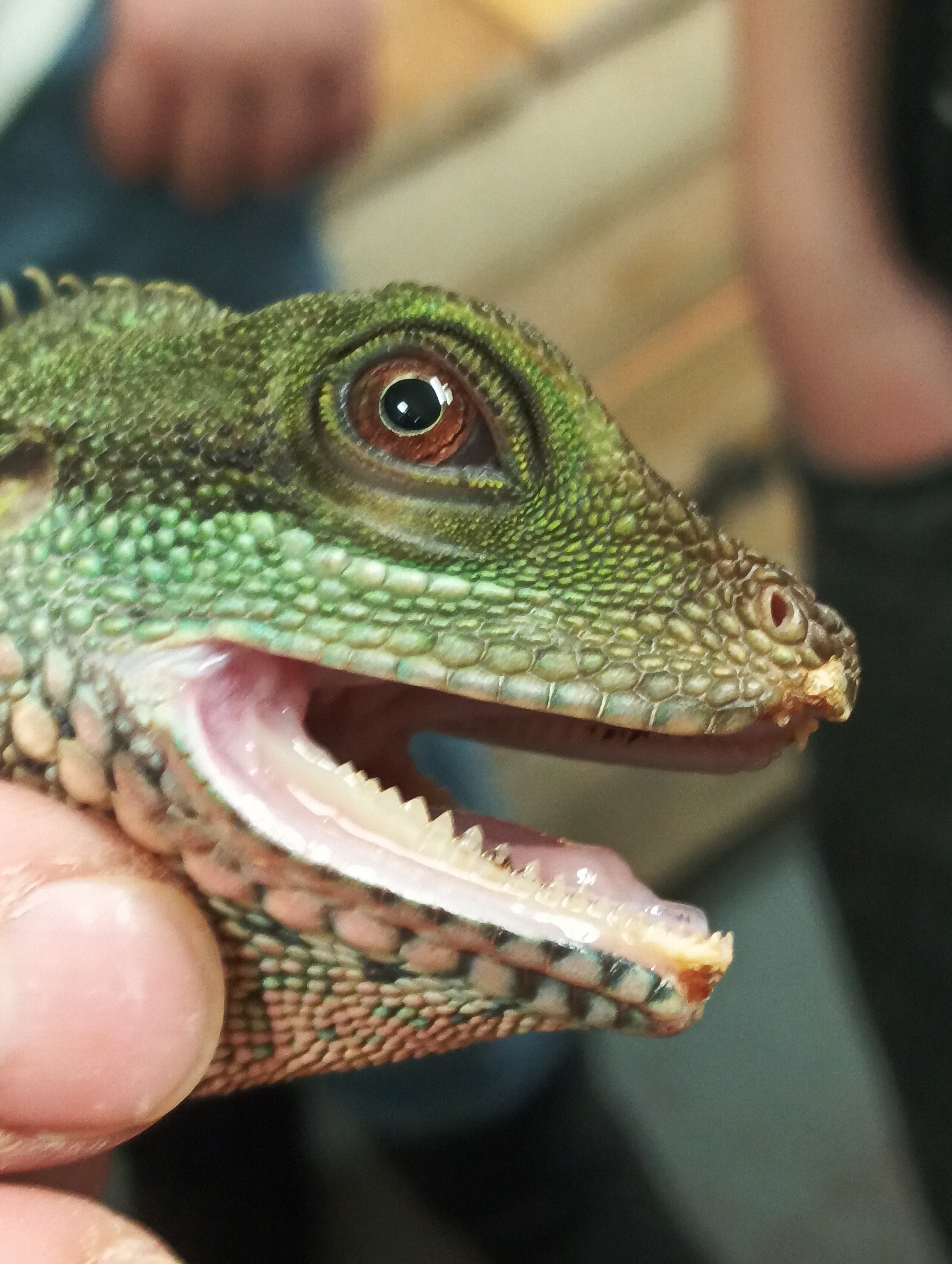 REPTILclub foto 3