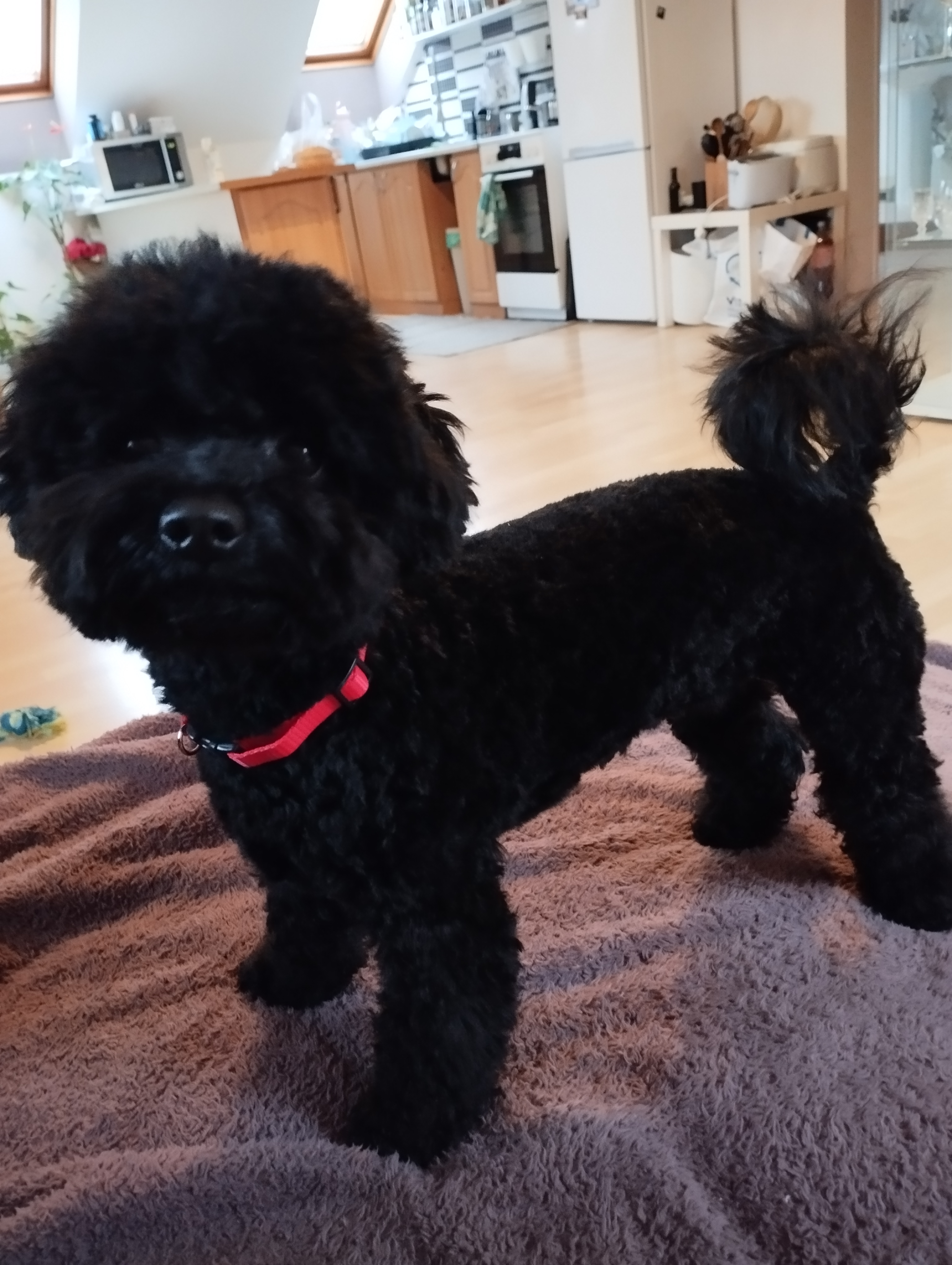 Salon pro psy - Jana Mráčková foto 3